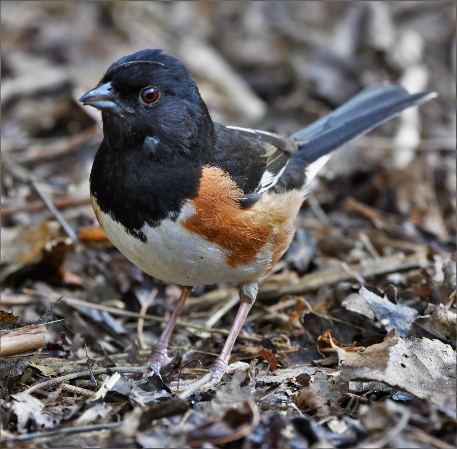 Nikon D850 sample photo. Bird, towhee, wildlife photography