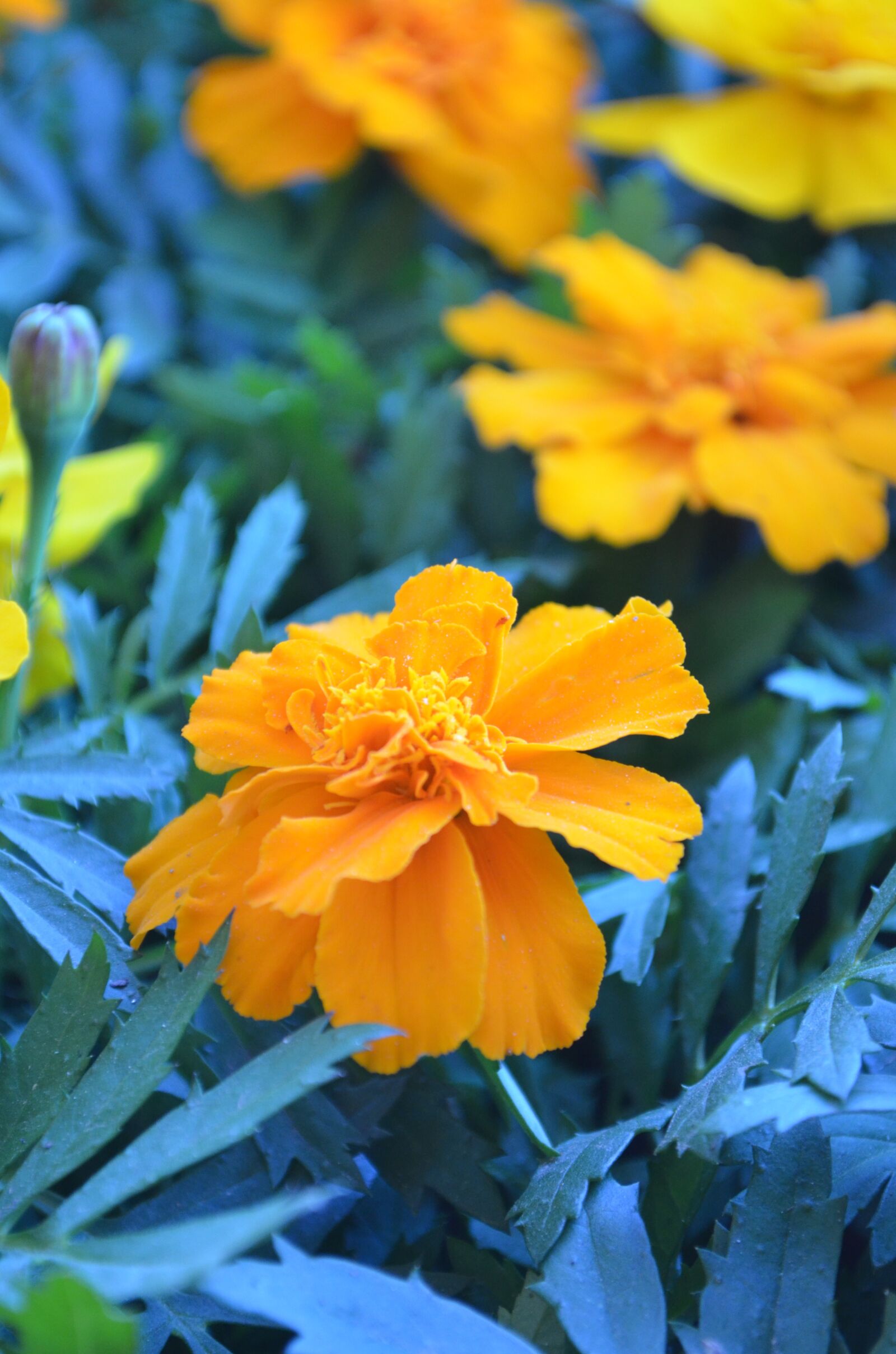 Nikon D5100 sample photo. Wonder, flowers, gerberas photography