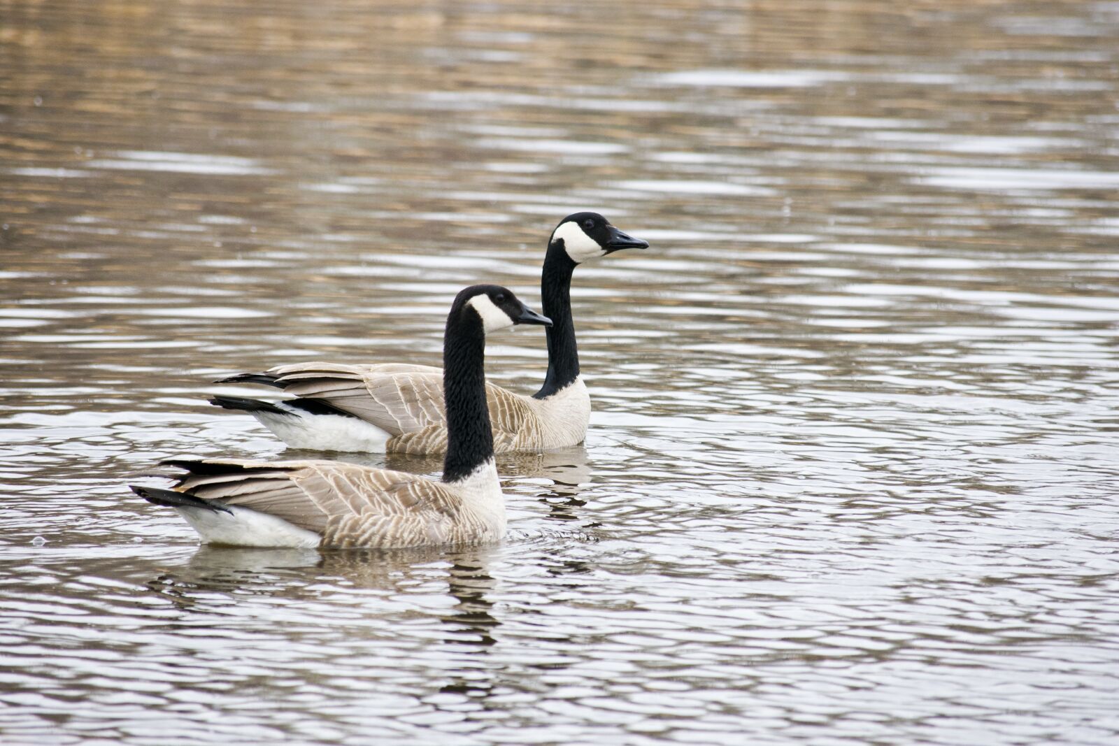 Nikon D3400 sample photo. Geese, pond, water photography