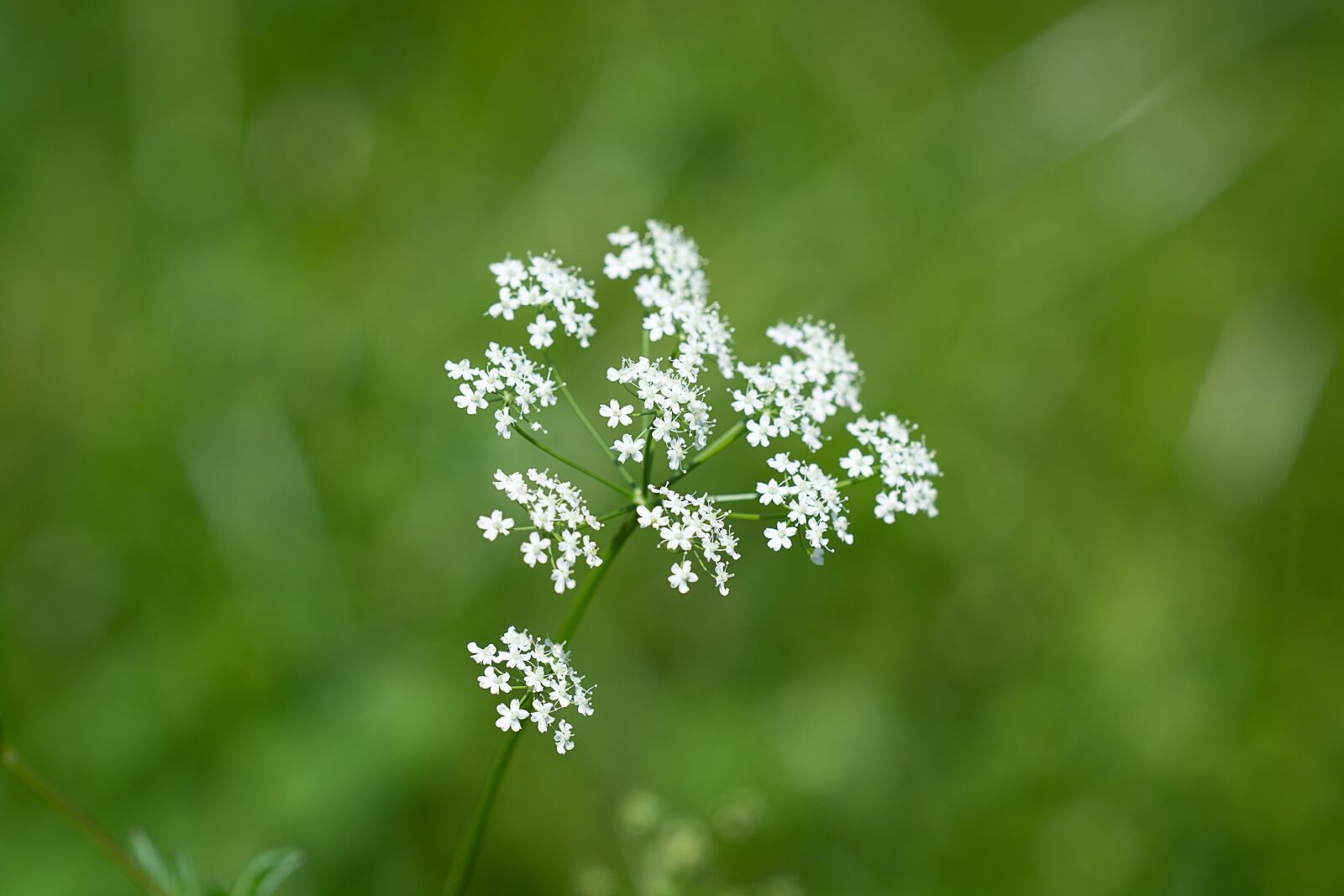 Nikon D7100 sample photo. Plant, flowers, white photography