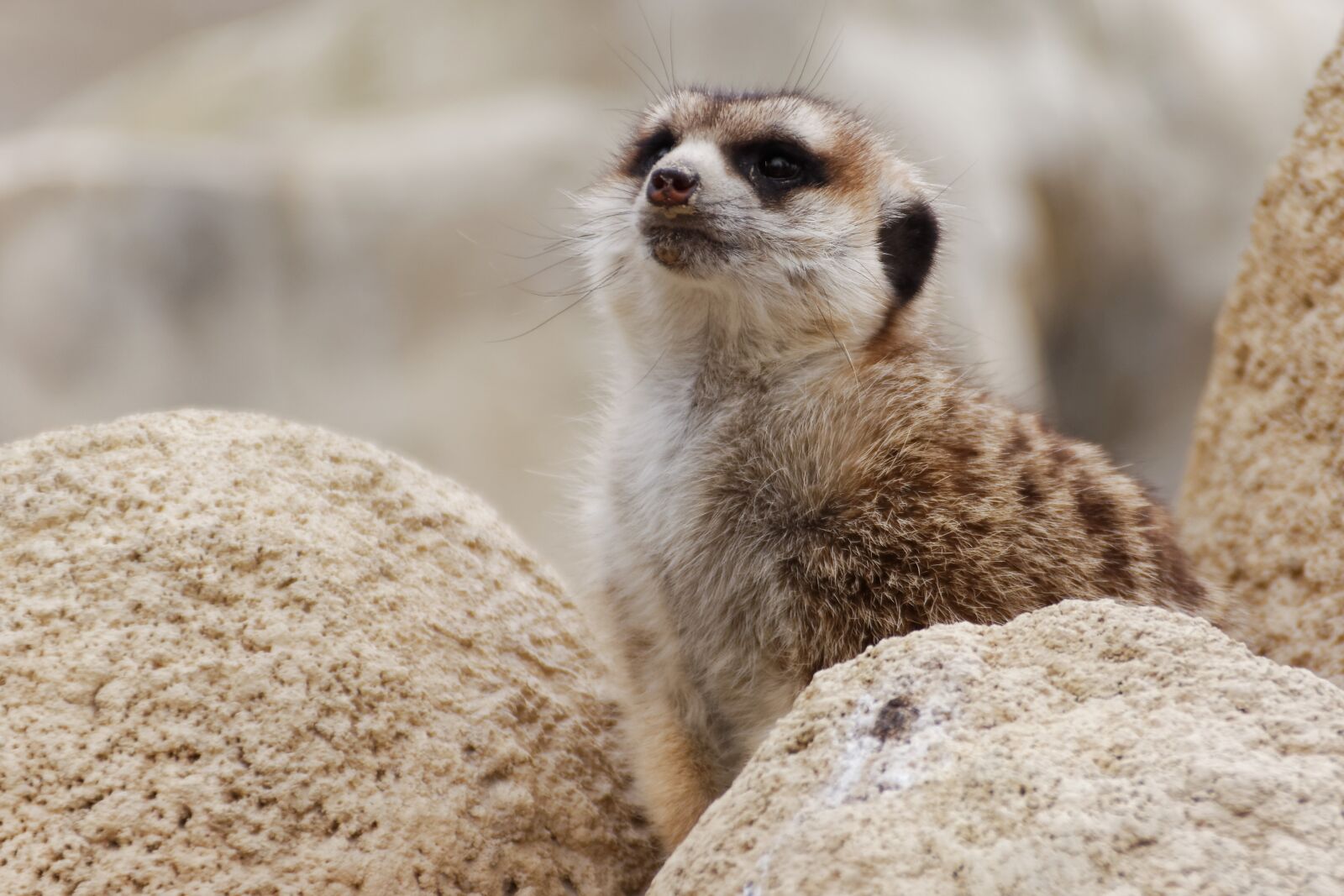 Canon EOS 450D (EOS Rebel XSi / EOS Kiss X2) sample photo. Meerkat, animal, zoo photography