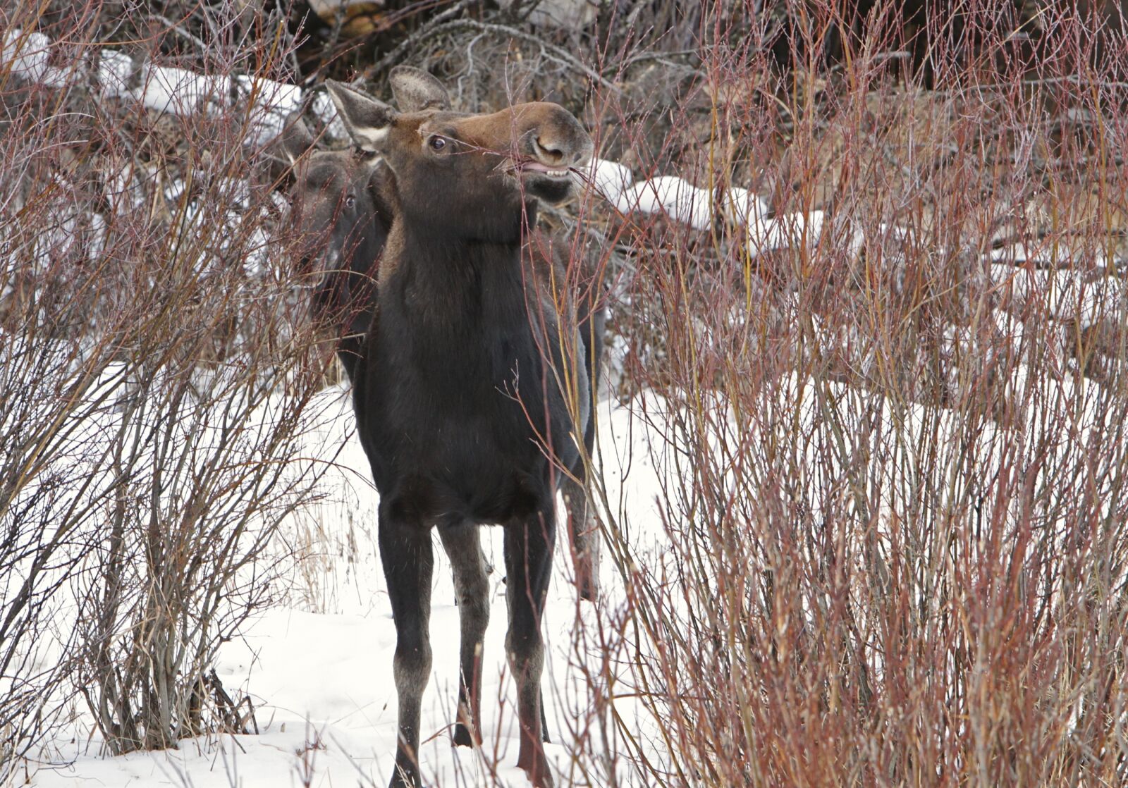 Canon EOS 7D sample photo. Moose, cow, female photography