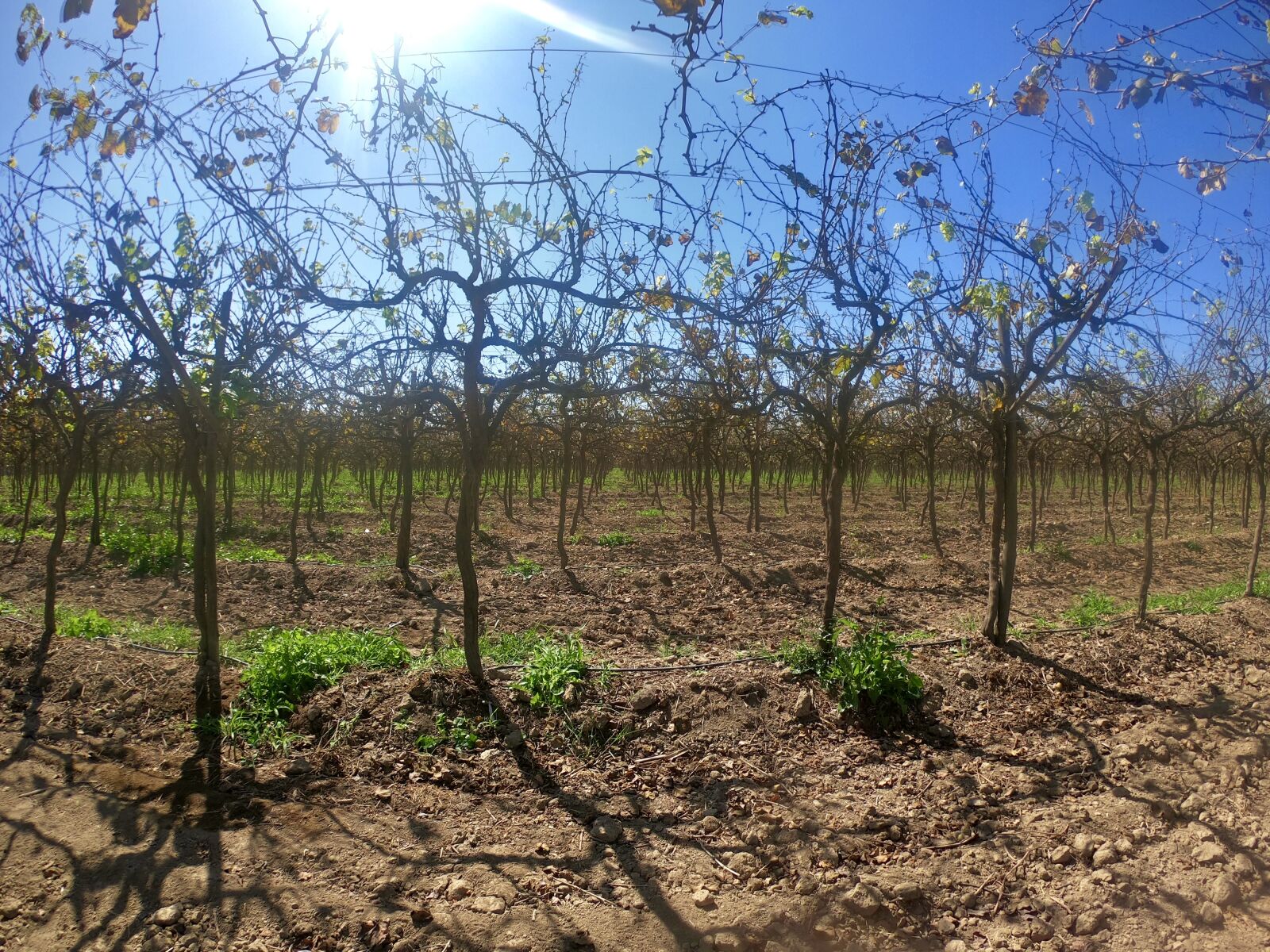 GoPro Hero7 Black sample photo. Pisco, vineyard, peru photography