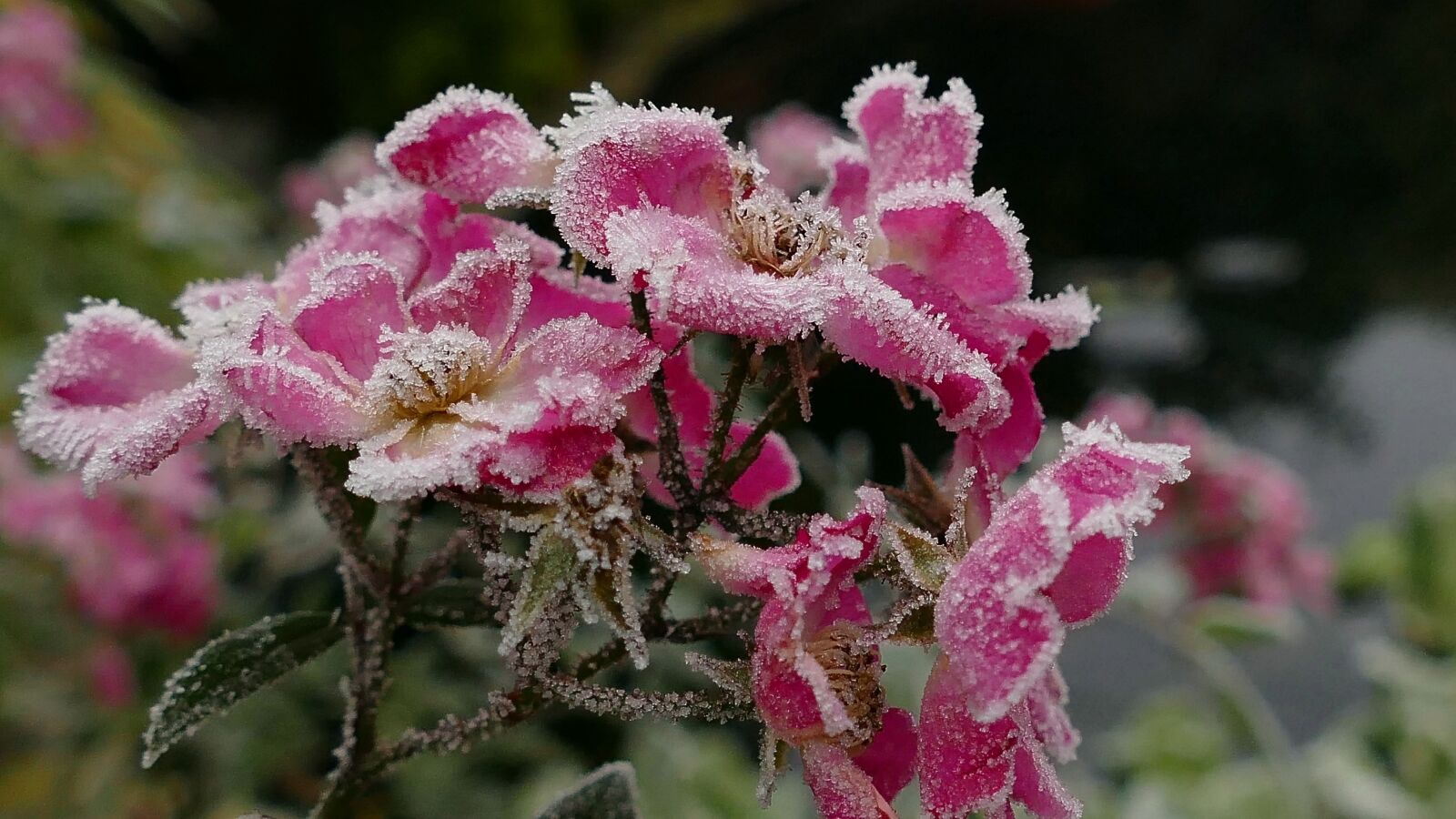 Panasonic Lumix DMC-FZ1000 sample photo. Rose, rosenbl ten frozen photography