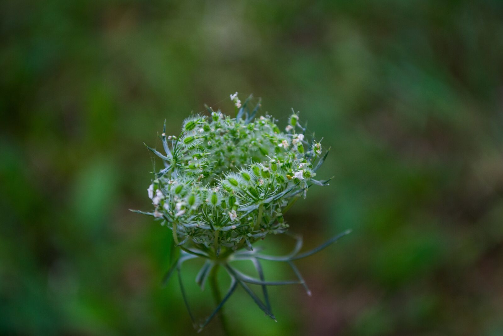 Nikon D3100 sample photo. Plant, green, garden photography
