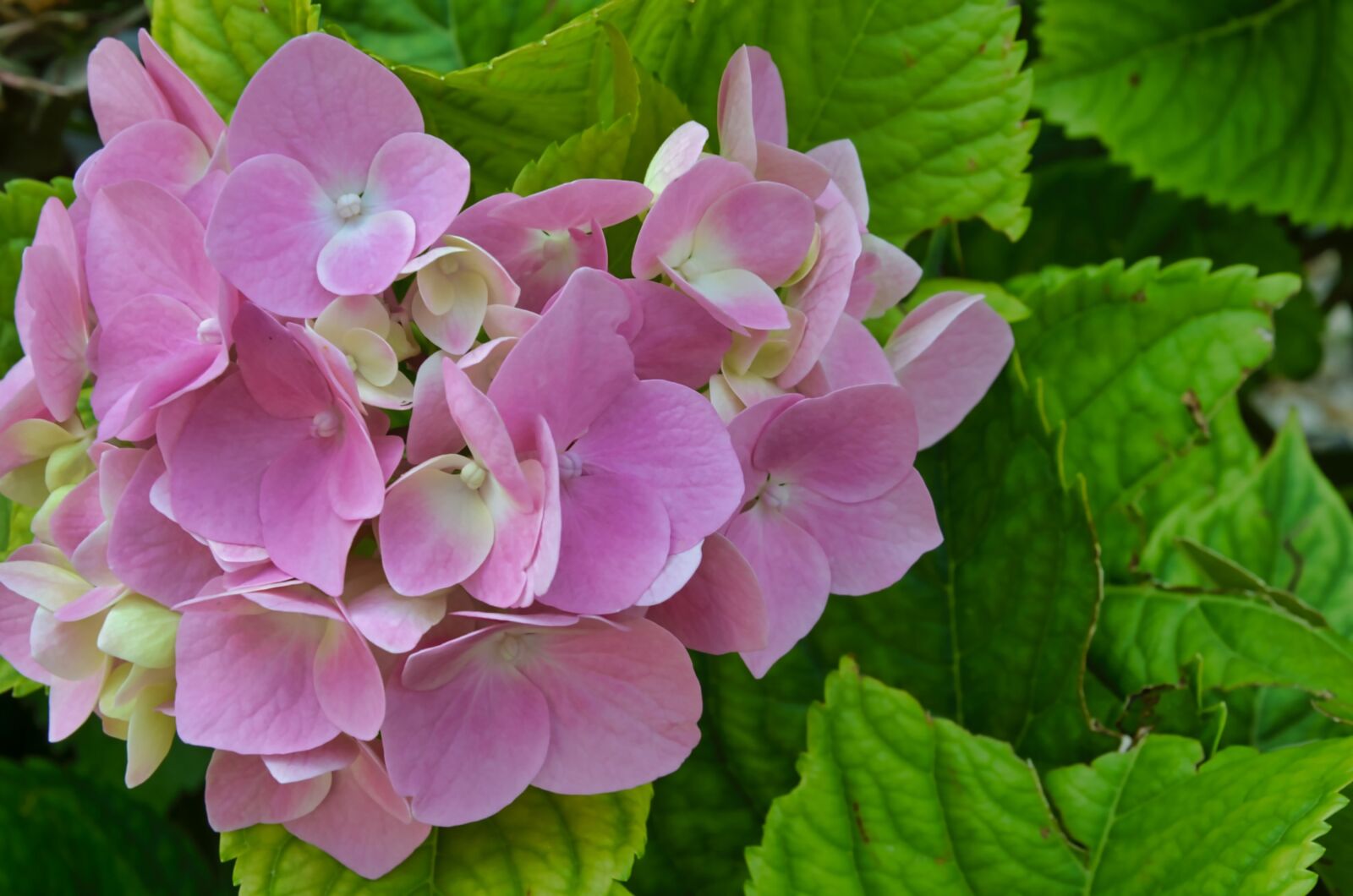 Nikon D7000 sample photo. Flower, rosa, hydrangea photography