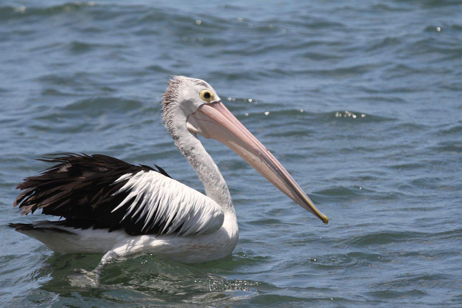 Canon EOS 7D + Canon EF 70-200mm F4L IS USM sample photo. Australia, pelican, bird photography