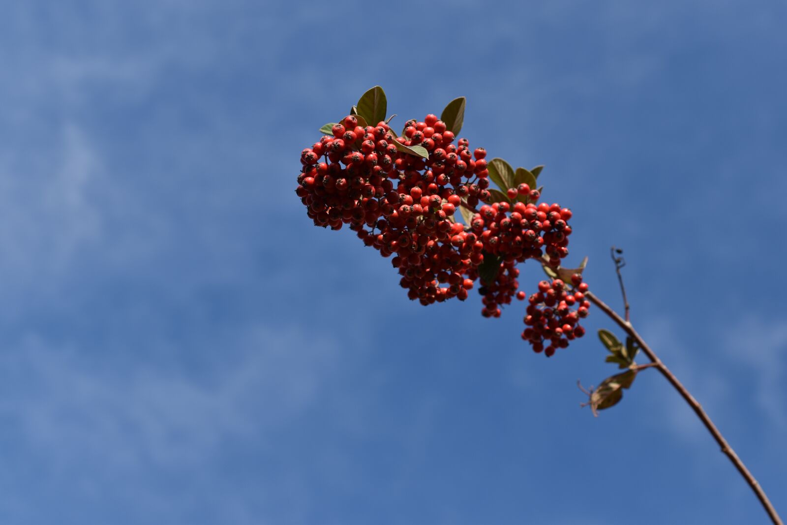 Nikon D5600 sample photo. Red berries, cotoneaster, plants photography
