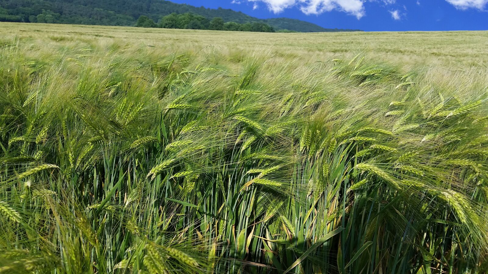 Samsung Galaxy S5 sample photo. Wheat, field, summer photography