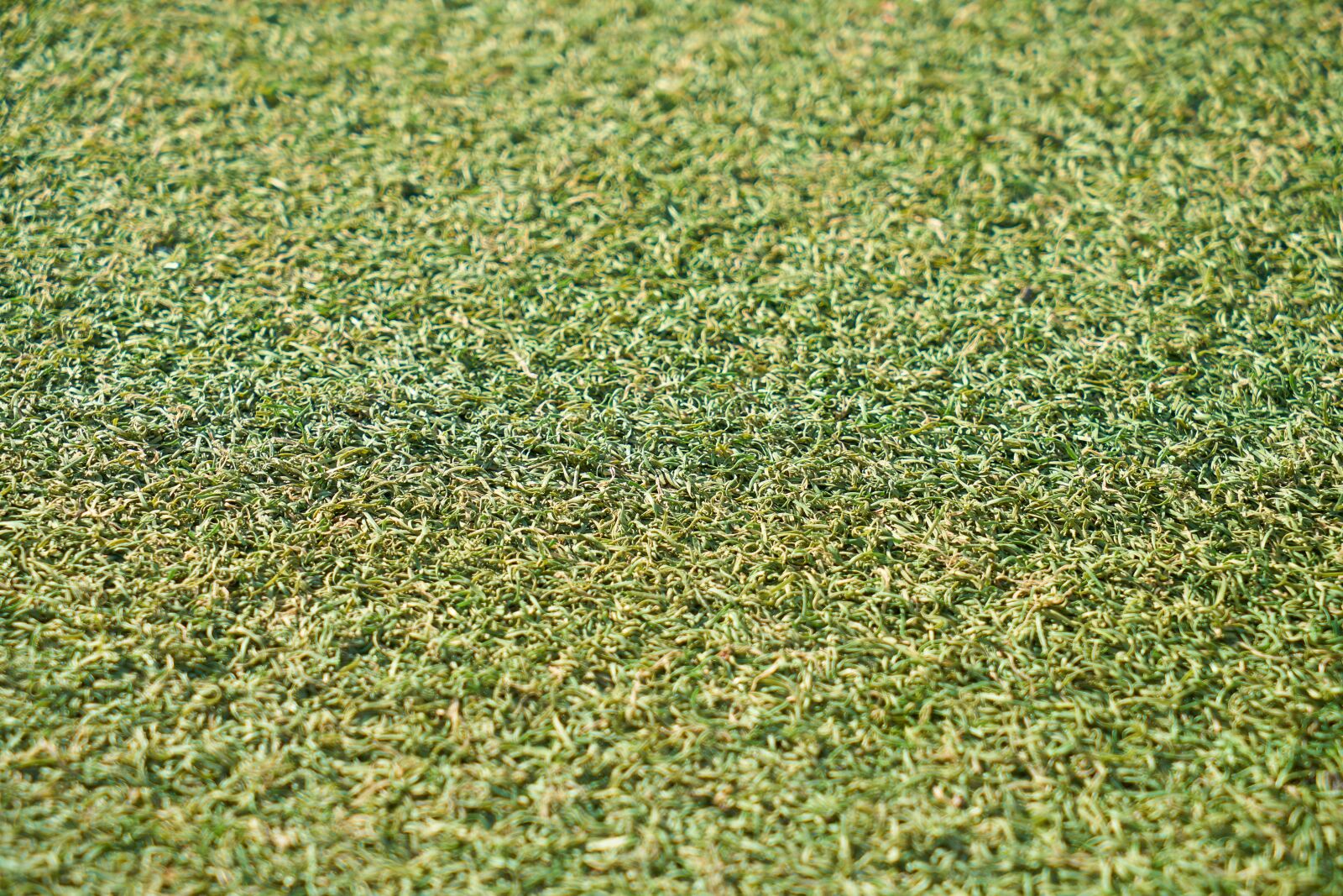 Sony a7R II sample photo. Ground, grass, field photography