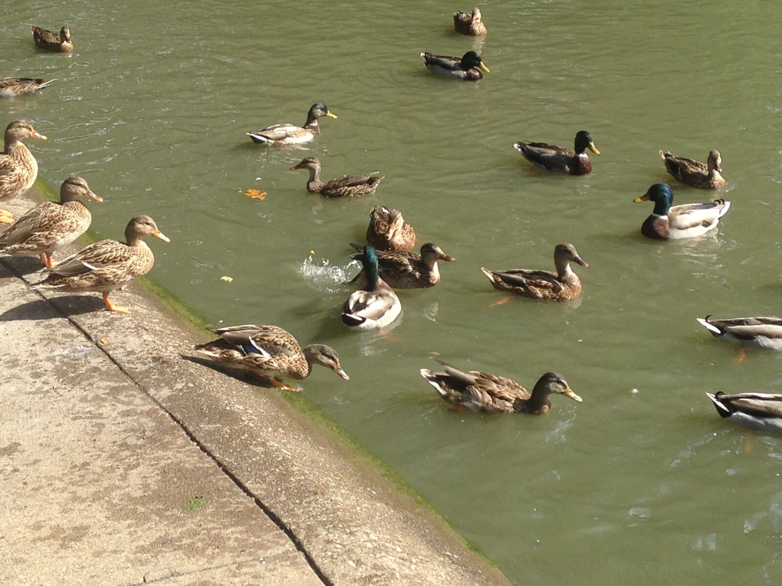 iPhone 5c back camera 4.12mm f/2.4 sample photo. Ducks, ducks, swimming, pond photography