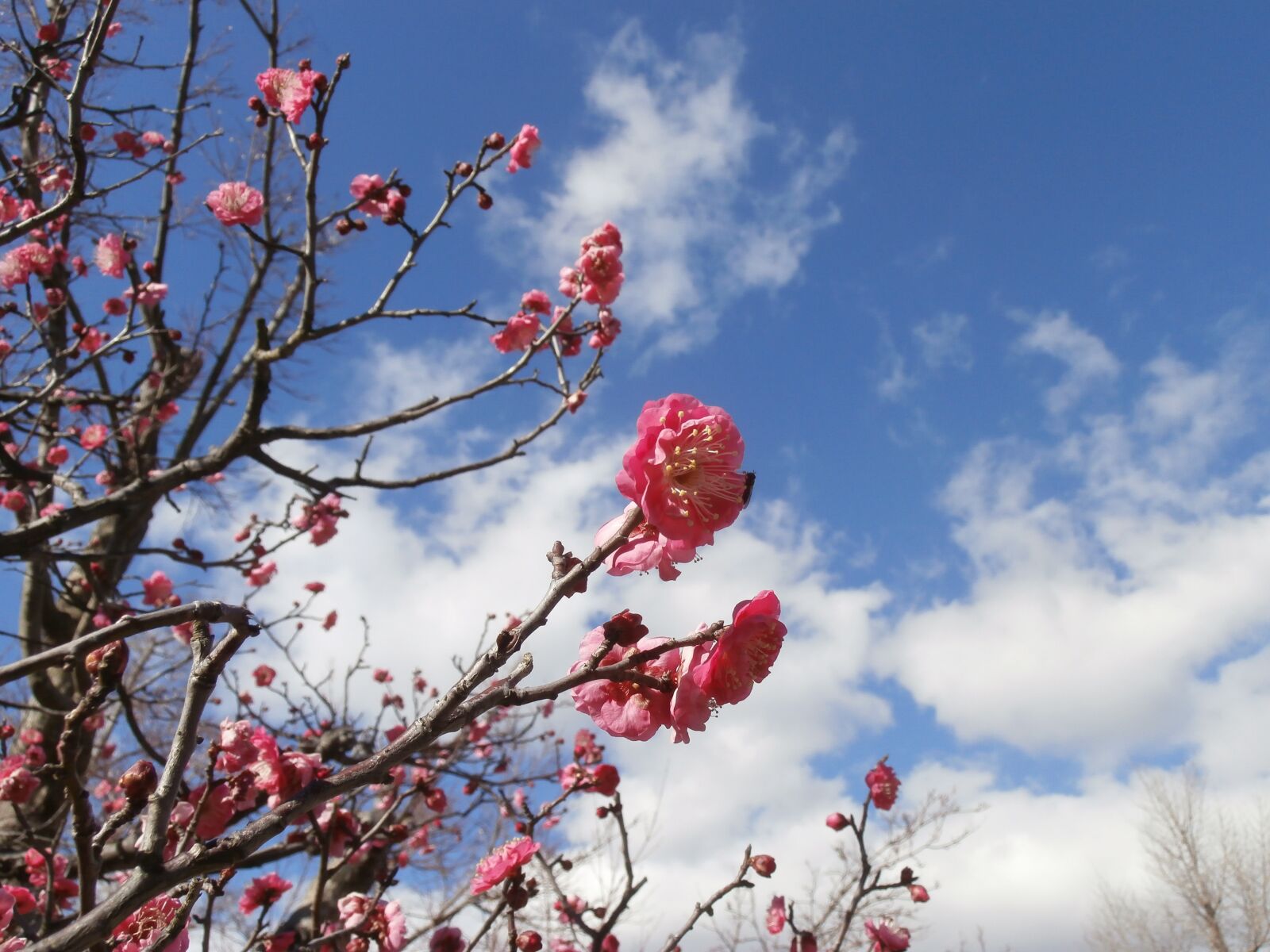 Olympus VR360,D760 sample photo. Wood, blue sky, branch photography