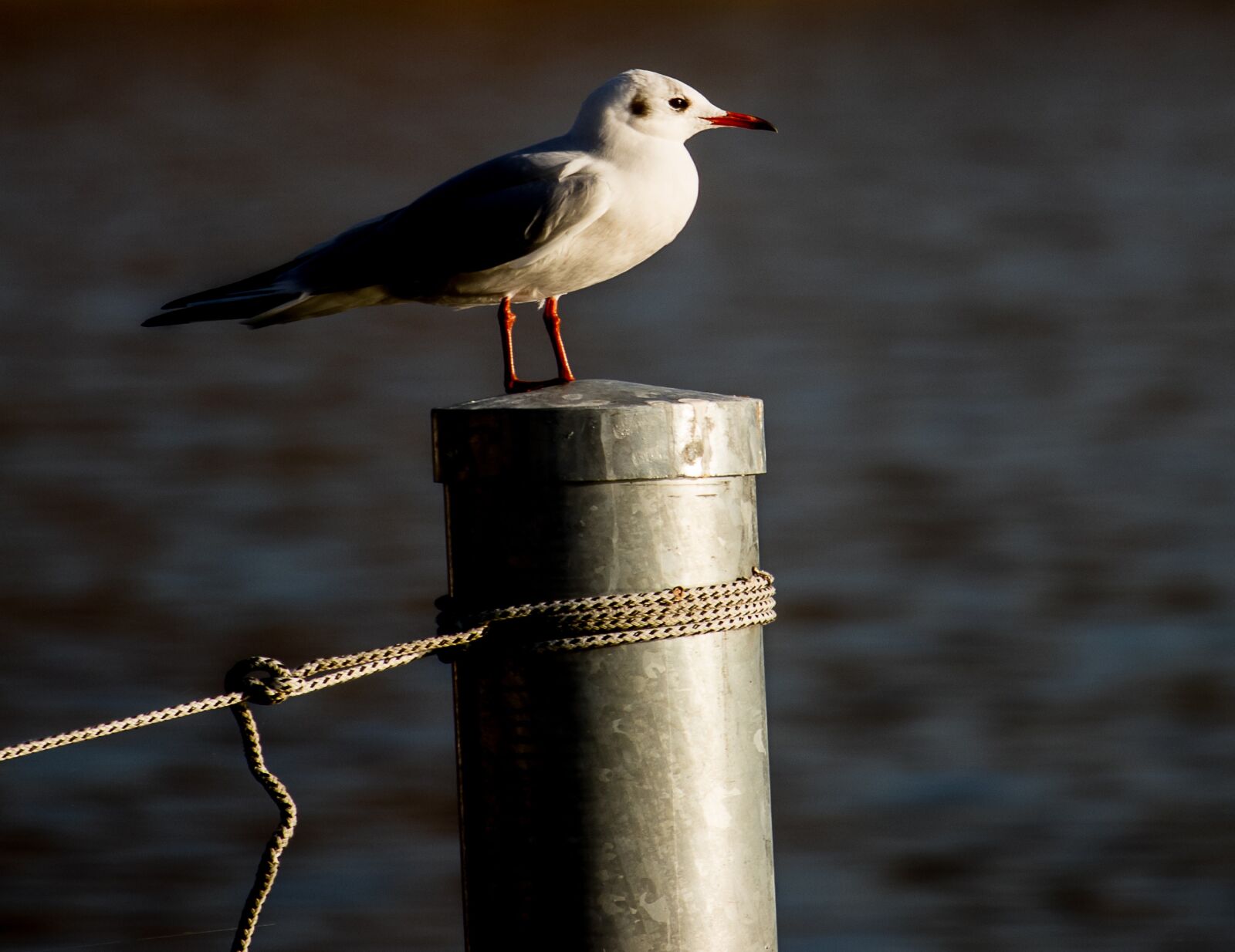 Canon EF-S 55-250mm F4-5.6 IS STM sample photo. Seagull, bird, animal world photography