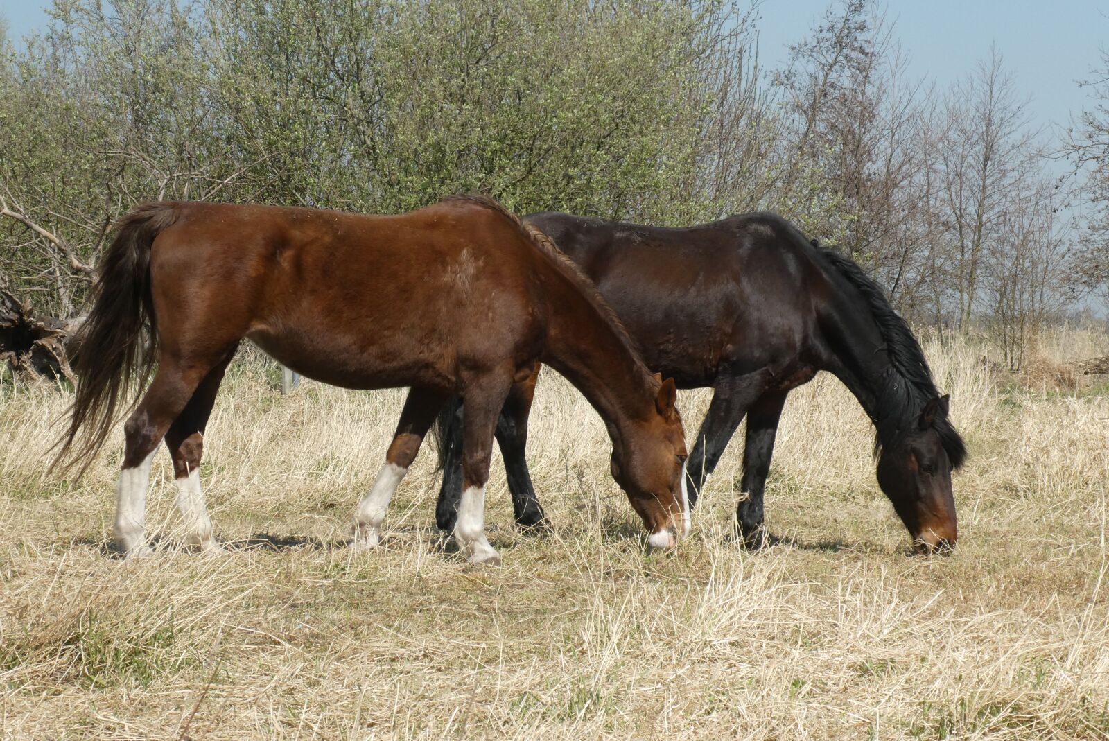 Panasonic Lumix DC-ZS70 (Lumix DC-TZ90) sample photo. Horses, whey, horse photography