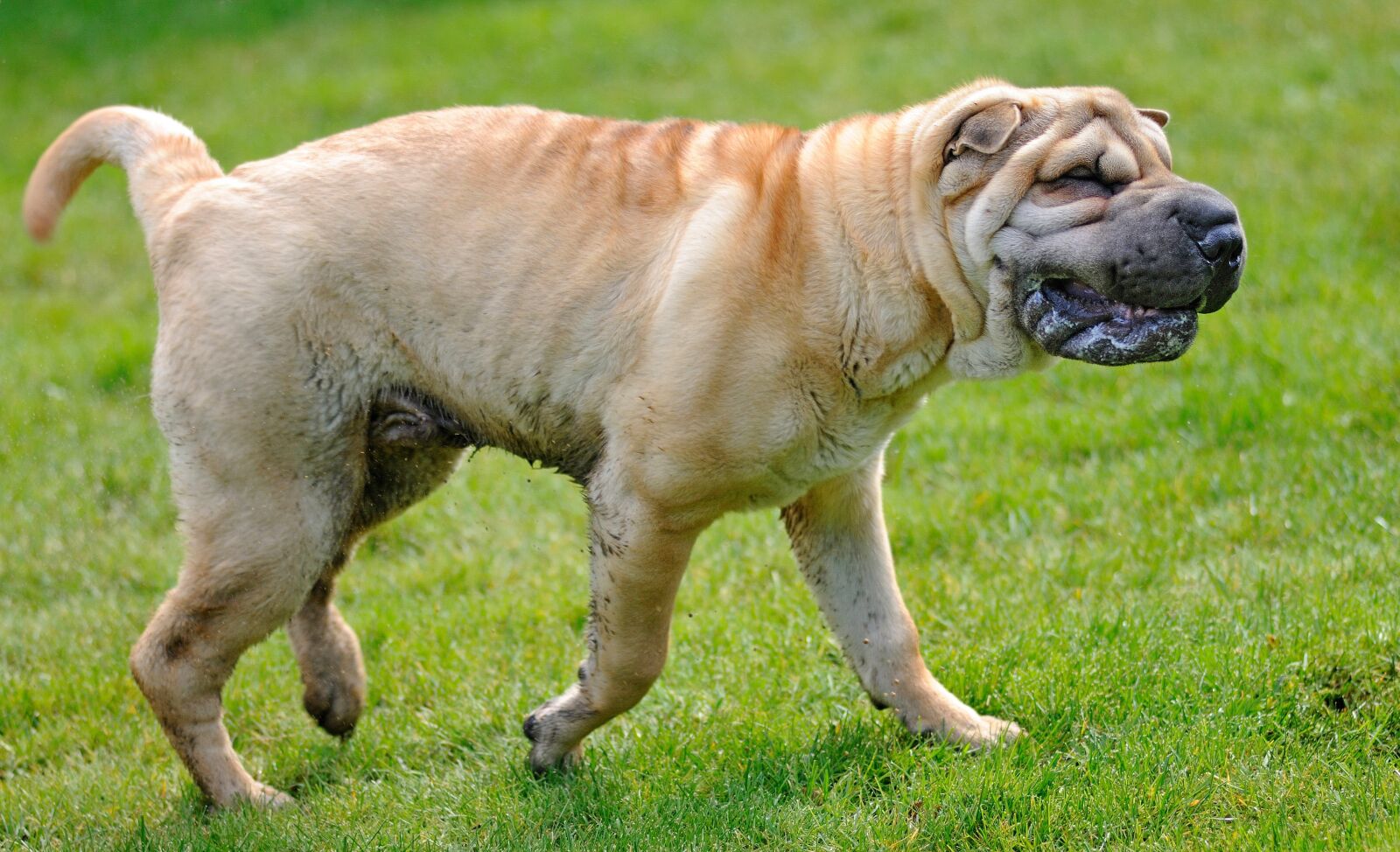 Nikon D300 sample photo. Dog, sharpei, rain photography