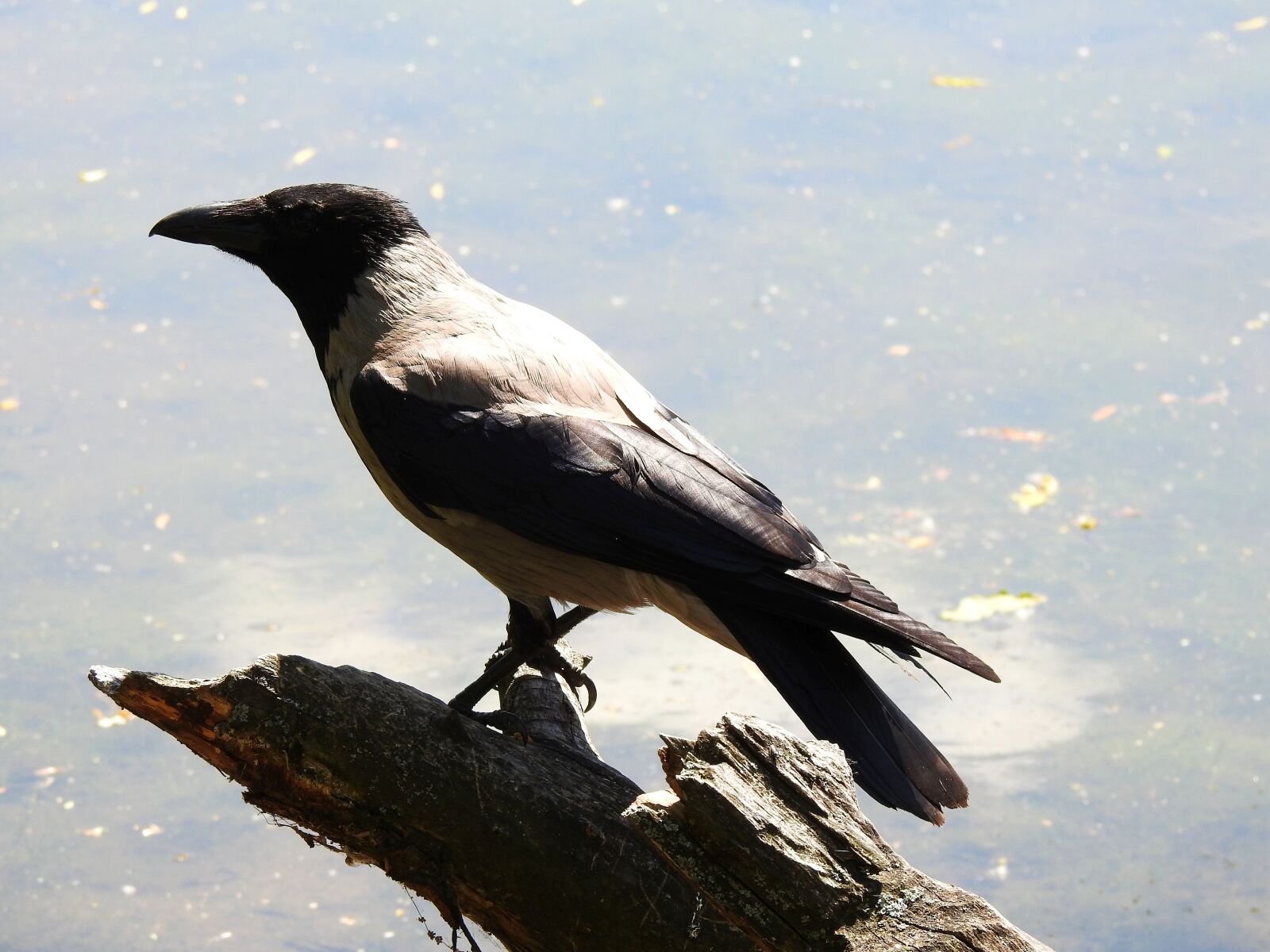 Nikon Coolpix P900 sample photo. Crow, bird, animals photography
