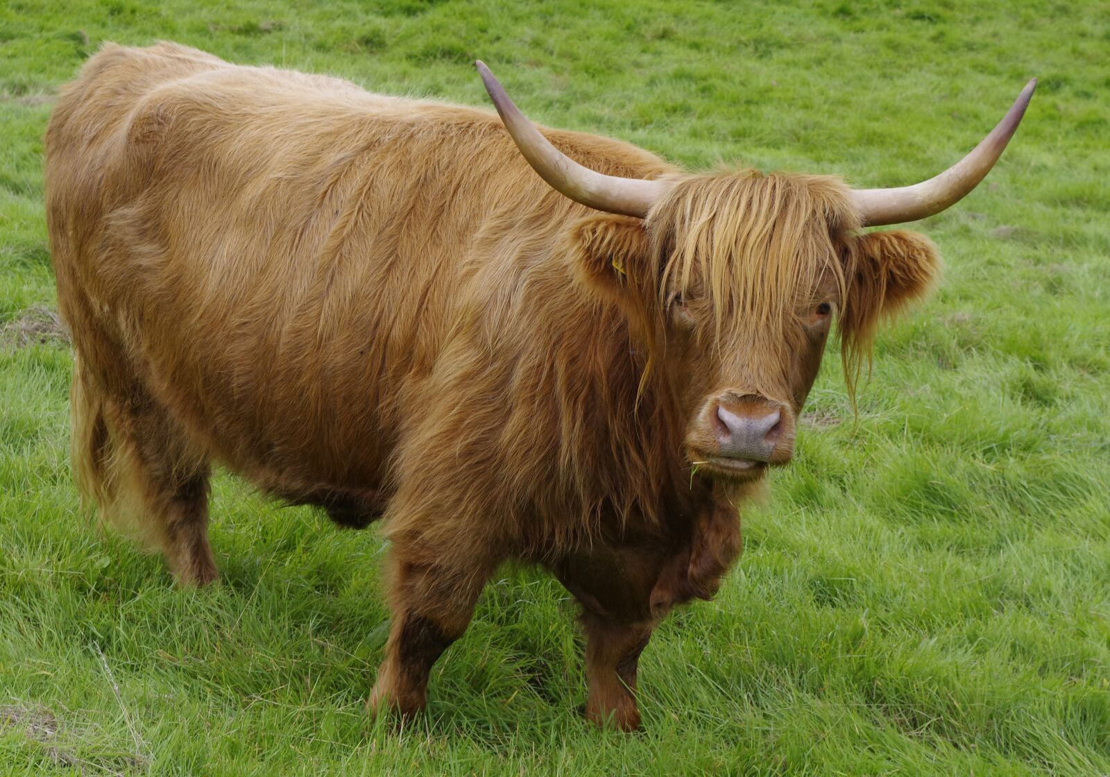 Pentax K-S1 sample photo. Cow, long horn, farming photography