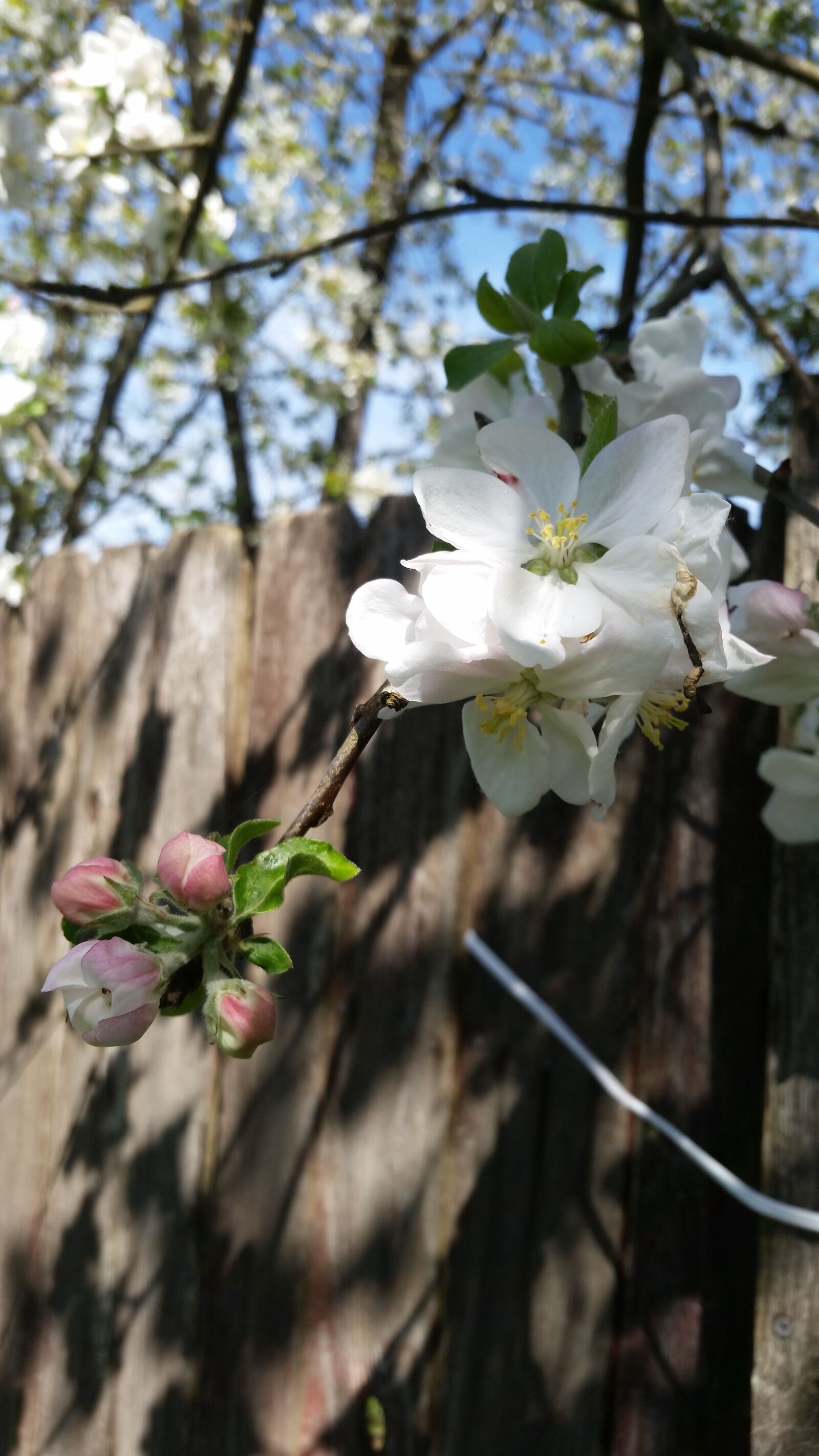 Samsung Galaxy S5 sample photo. Flower, tree, nature photography