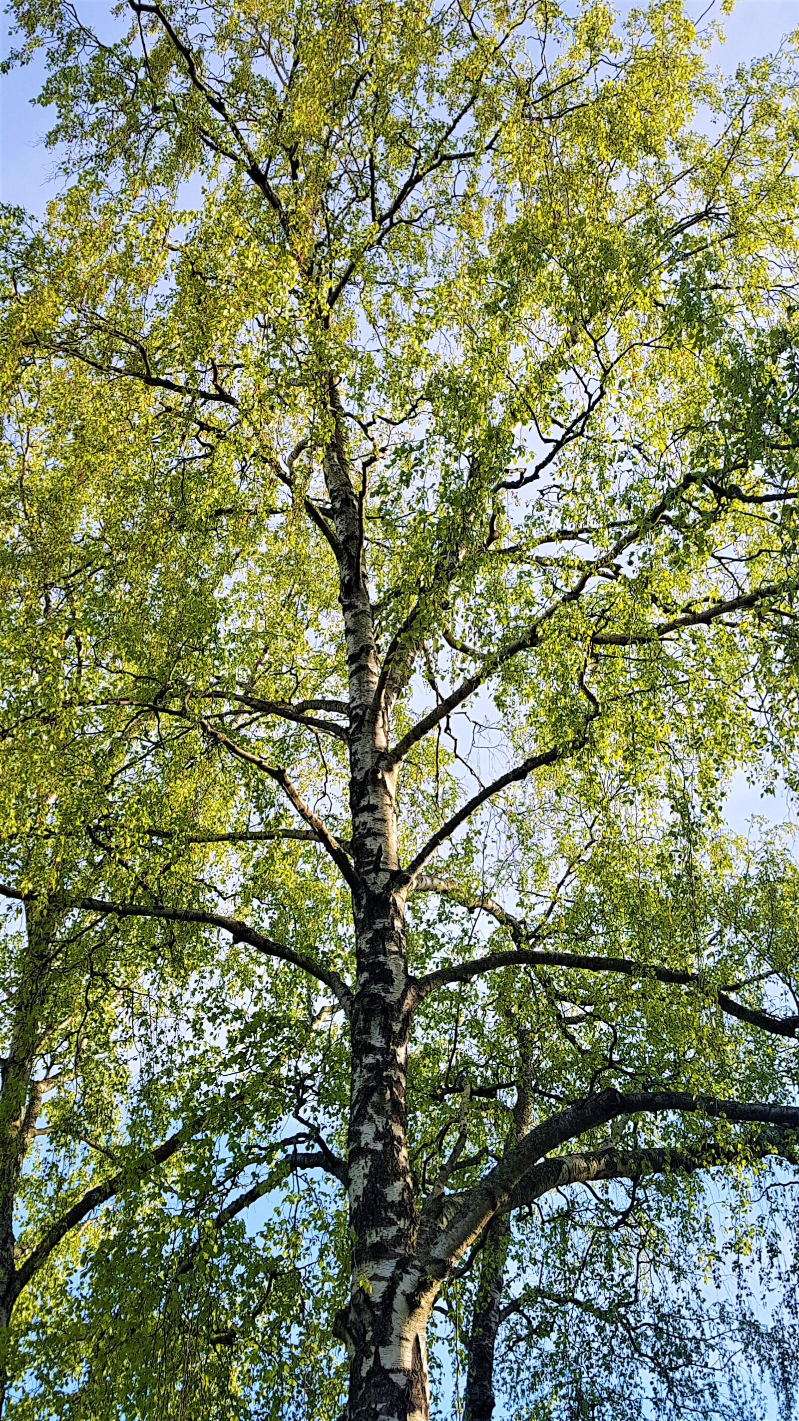 Samsung Galaxy S7 Edge sample photo. Birch, foliage, spring photography