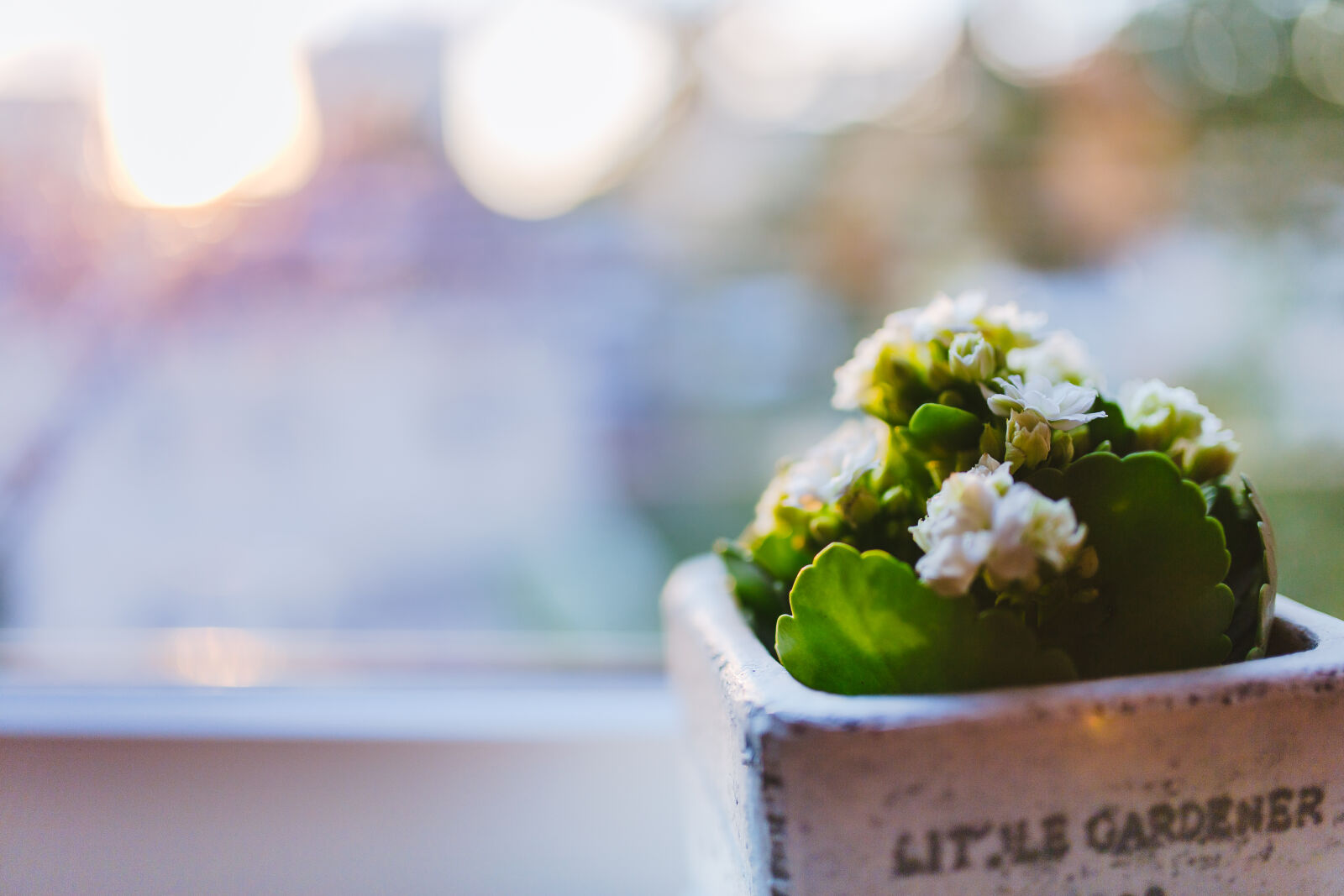 Canon EOS 6D + Sigma 35mm F1.4 DG HSM Art sample photo. Plant, decor, flowers, flora photography
