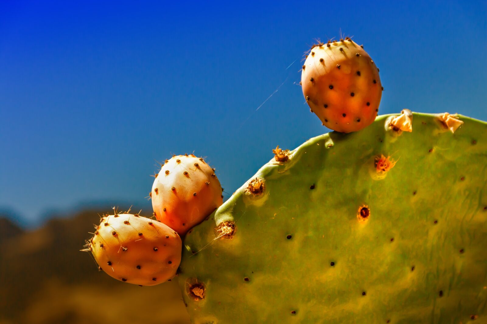 Canon EOS 650D (EOS Rebel T4i / EOS Kiss X6i) sample photo. Cactus, fig, prickly pear photography