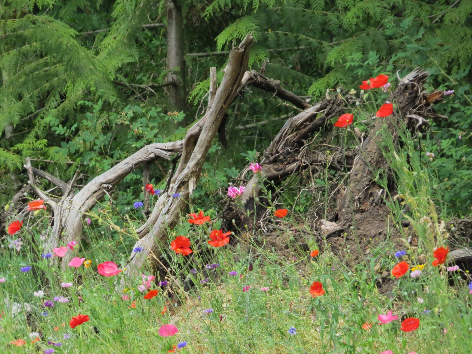 Canon PowerShot SX50 HS sample photo. Driftwood, poppies, flowers photography