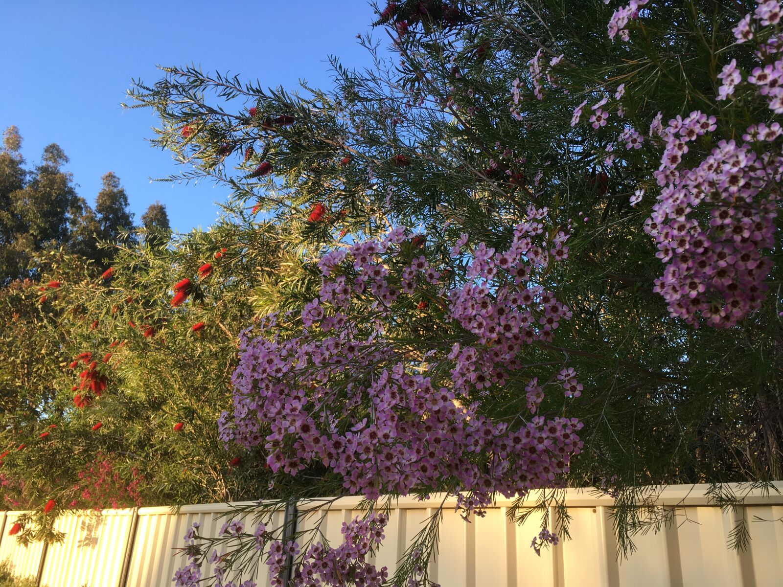 iPhone SE back camera 4.15mm f/2.2 sample photo. Perth, australia, flowers photography