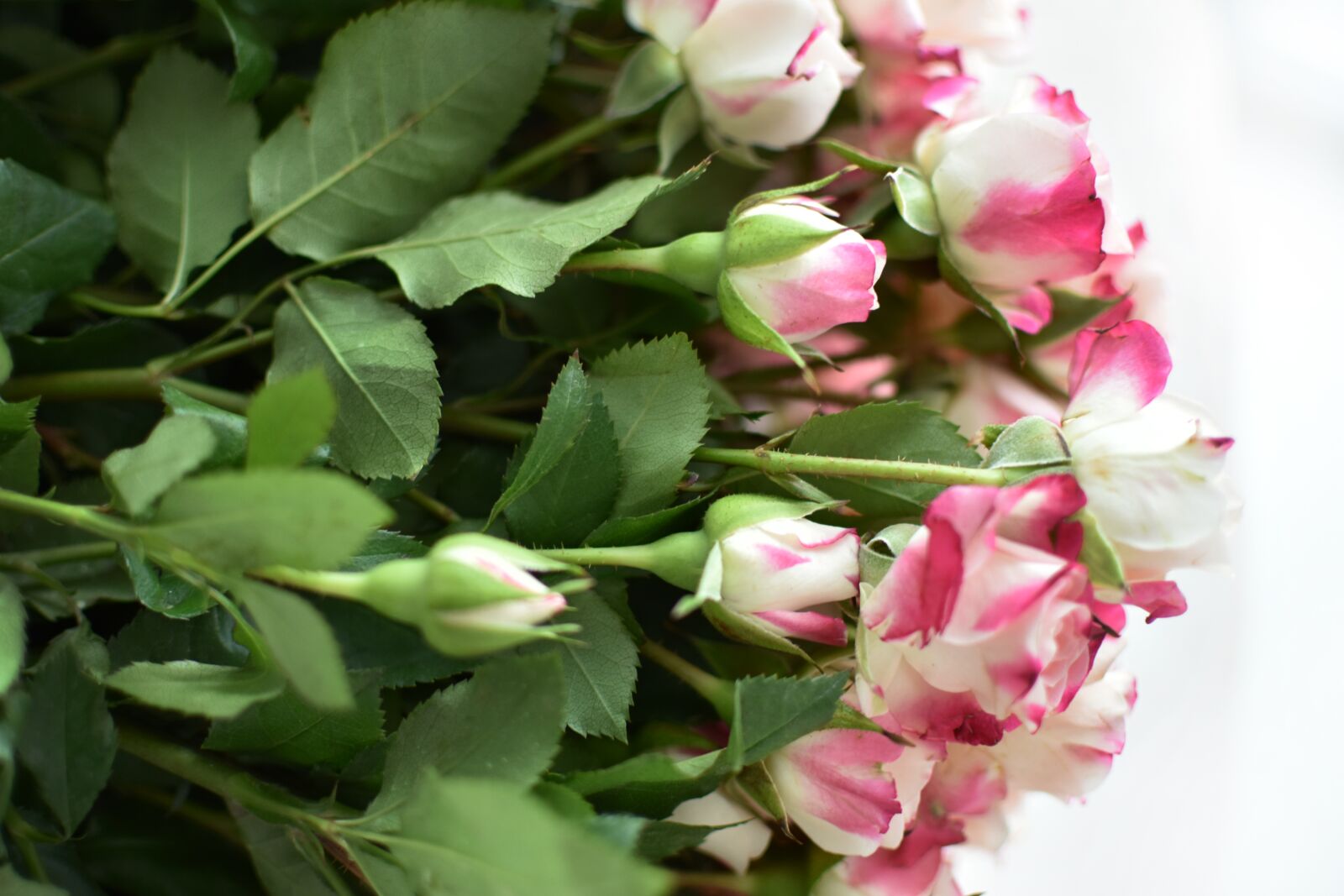 Nikon D3400 sample photo. Rose, bouquet, flowers photography