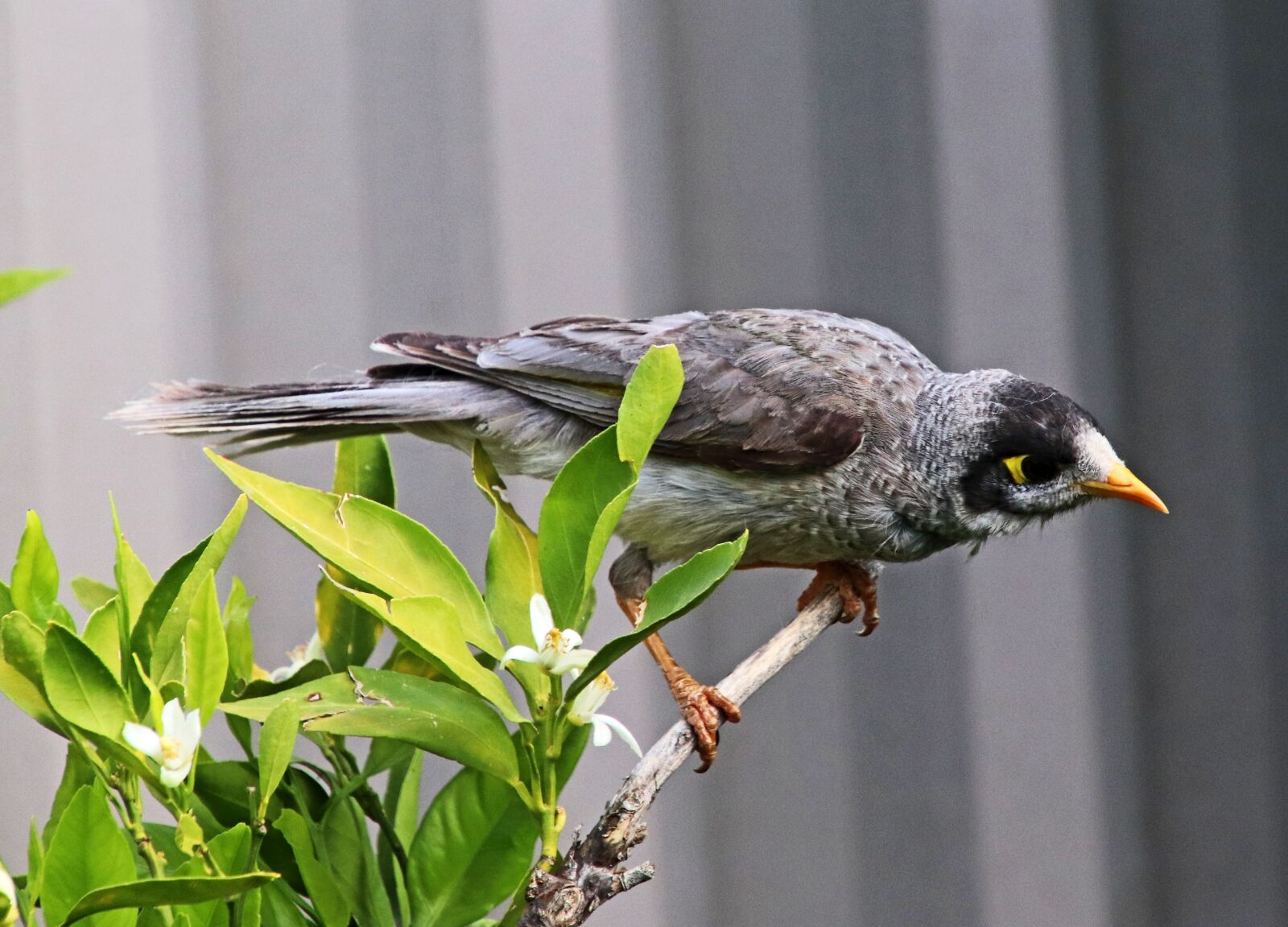 Canon EOS 800D (EOS Rebel T7i / EOS Kiss X9i) sample photo. Bird, noisy miner, wildlife photography