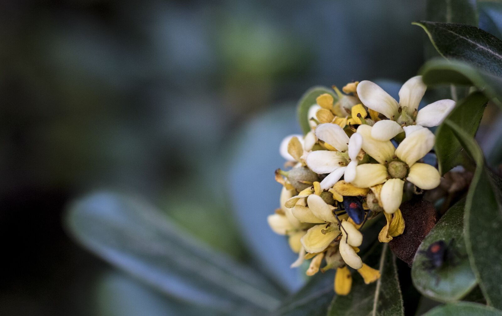 Canon EOS 760D (EOS Rebel T6s / EOS 8000D) + Canon EF 50mm F1.8 STM sample photo. Flower, green, bug photography