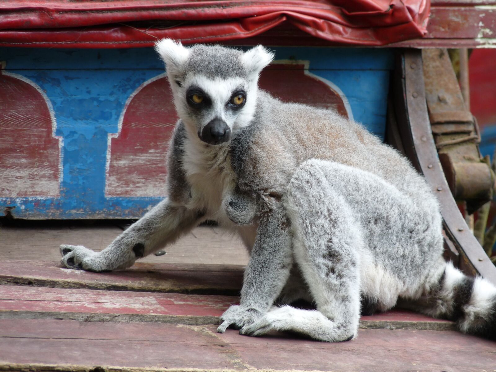 Panasonic Lumix DMC-FZ28 sample photo. Lemurs, monkeys, eyes photography