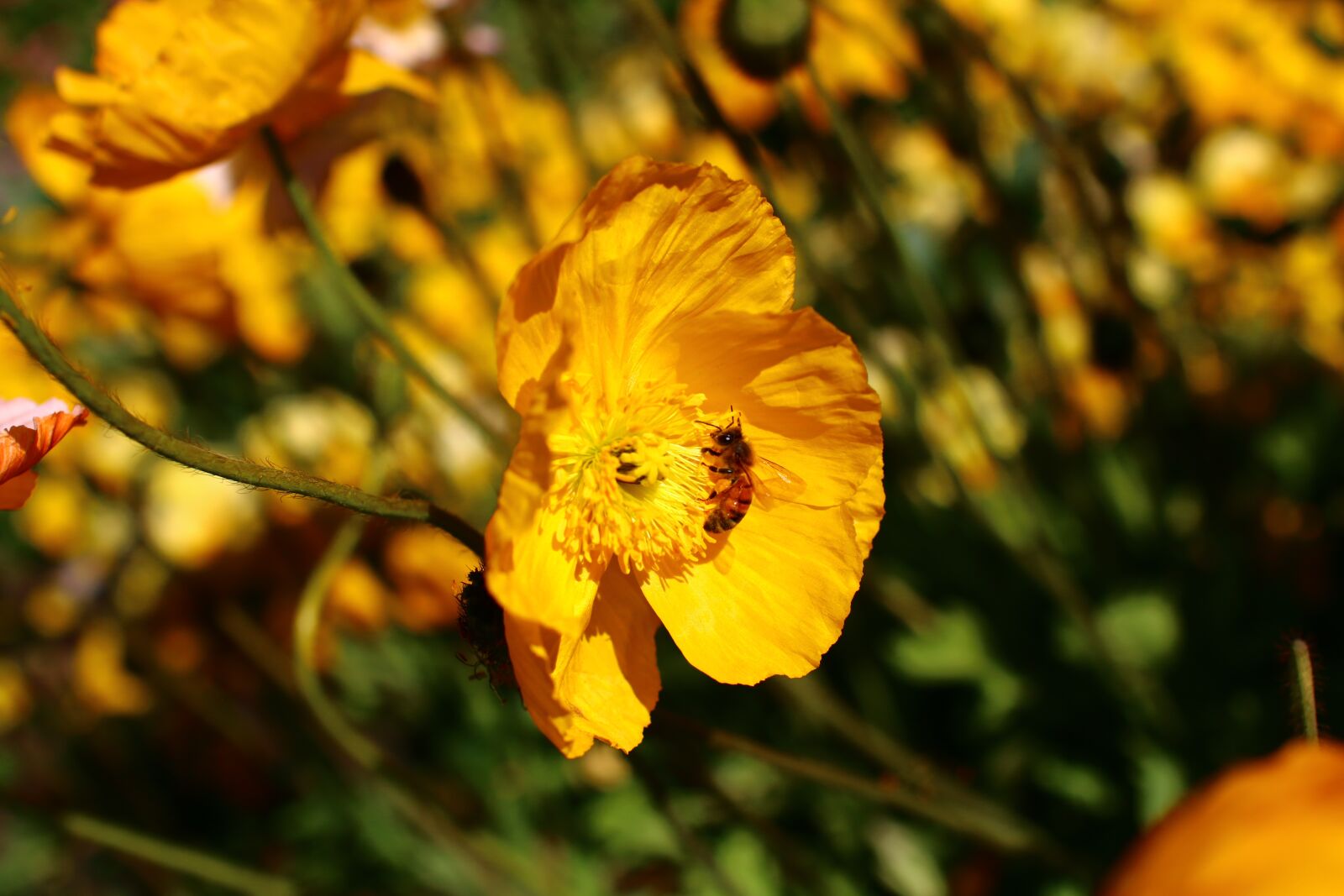 Canon EOS 70D sample photo. Flowers, bee, insect photography