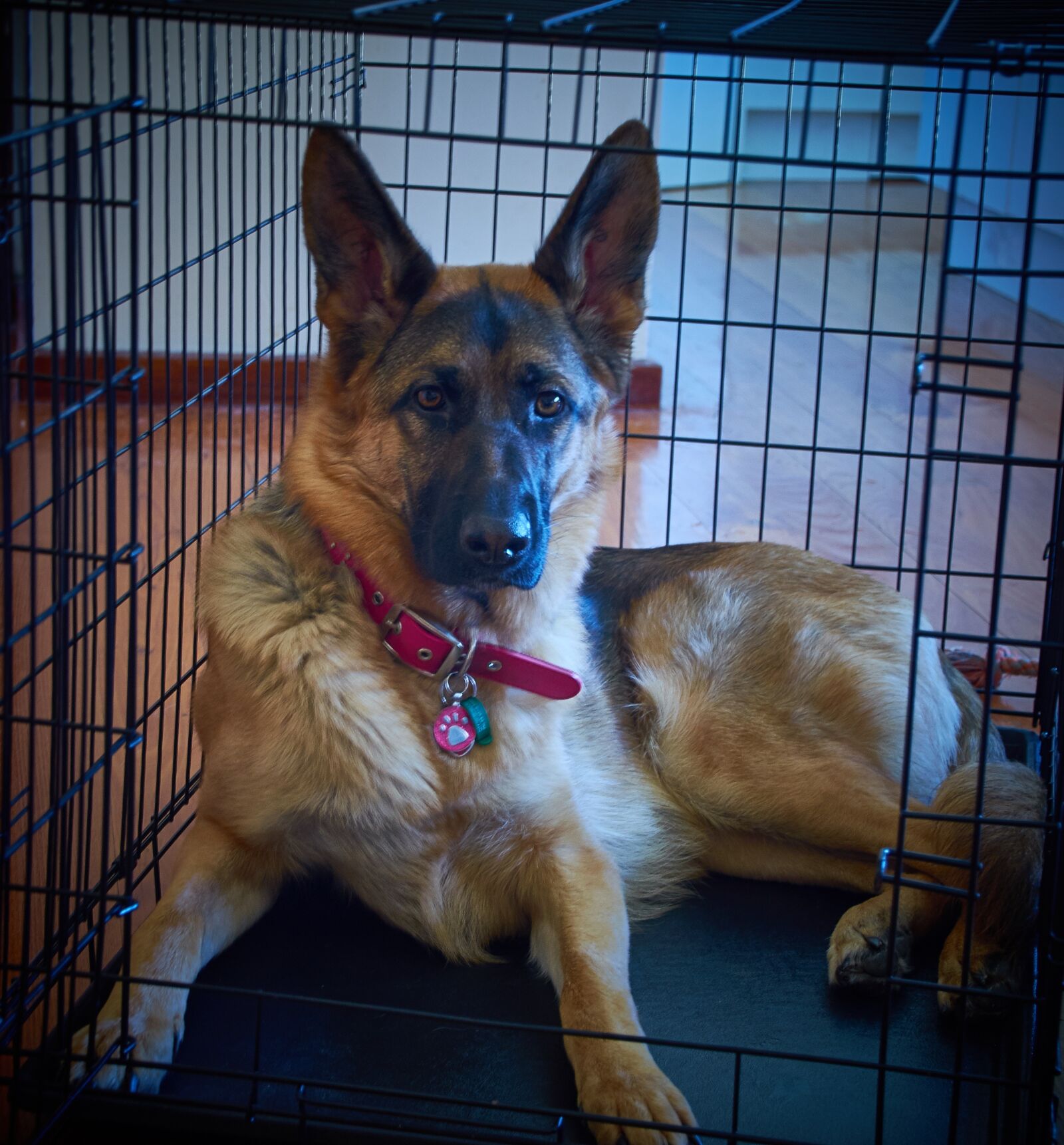 Nikon D5100 sample photo. German shepherd, gsd, dog photography