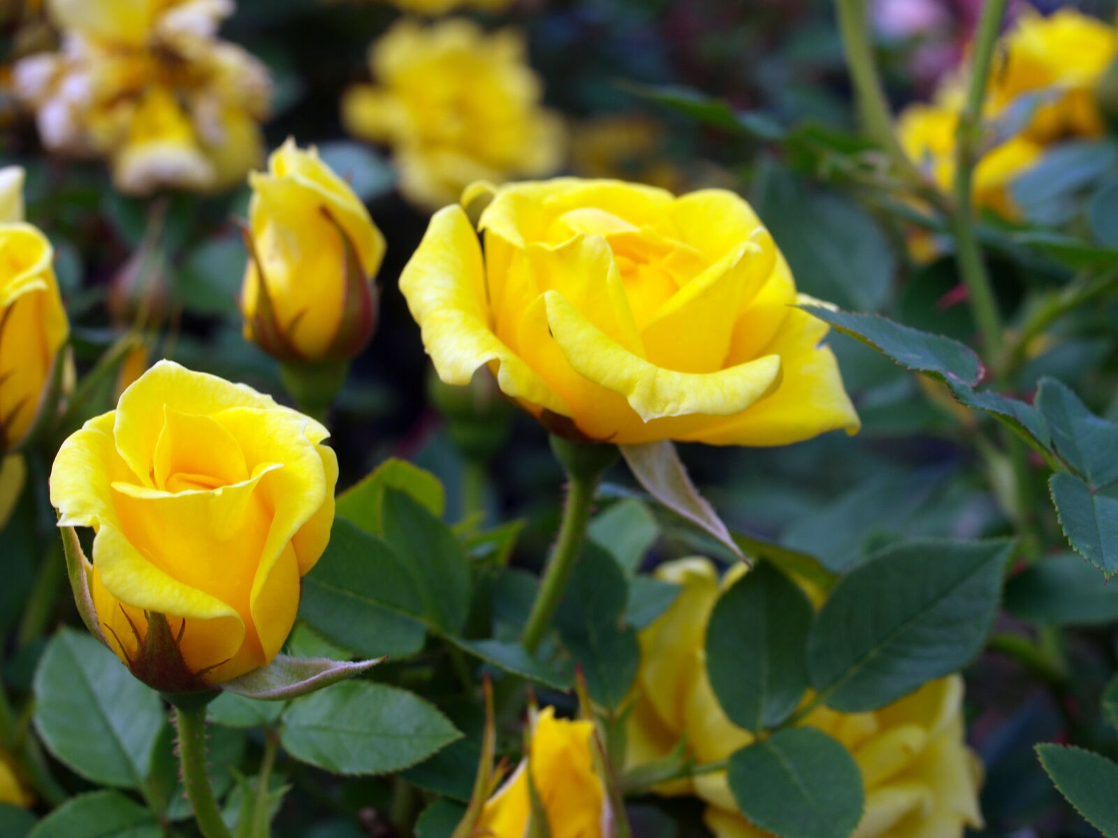 Olympus E-520 (EVOLT E-520) sample photo. Flower, flora, nature photography