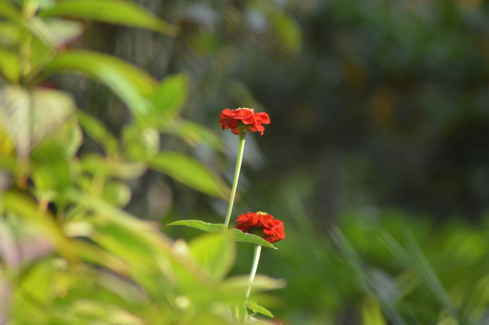 Nikon D3200 sample photo. Autumn, foliage, fruit photography
