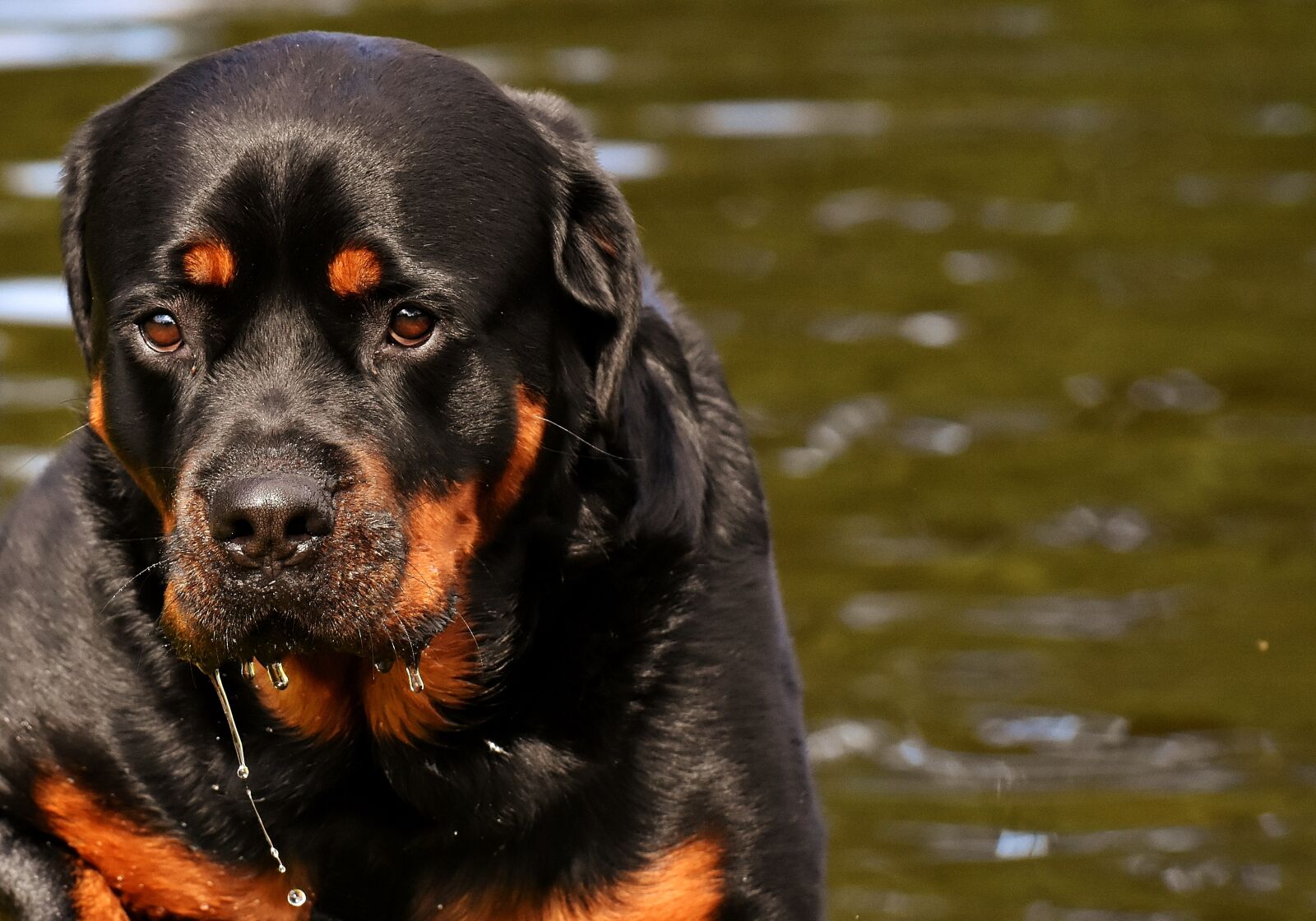 Nikon D7200 sample photo. Rottweiler, purebred dog, animal photography