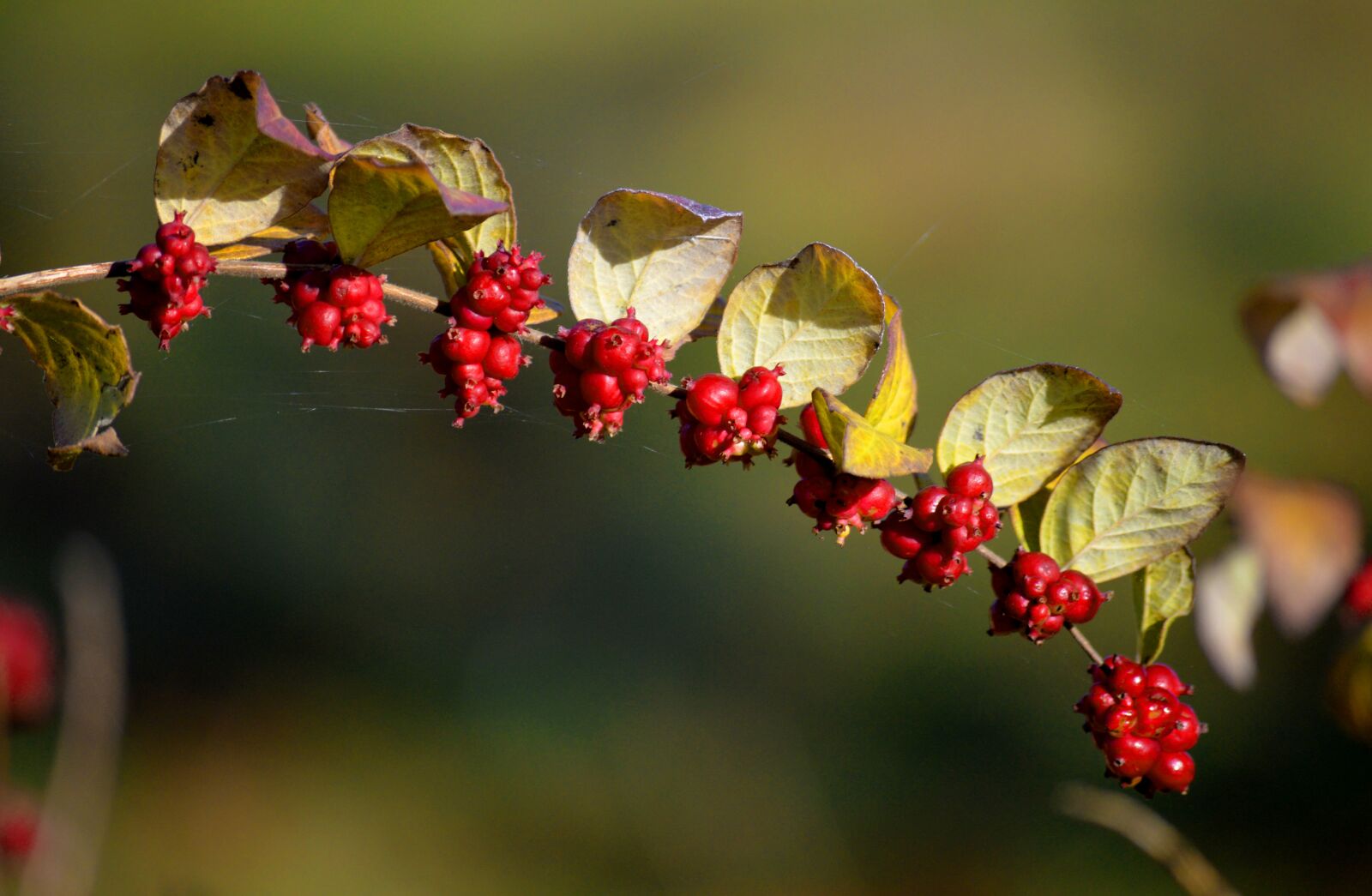 Nikon D3200 sample photo. Berries, red, plant photography