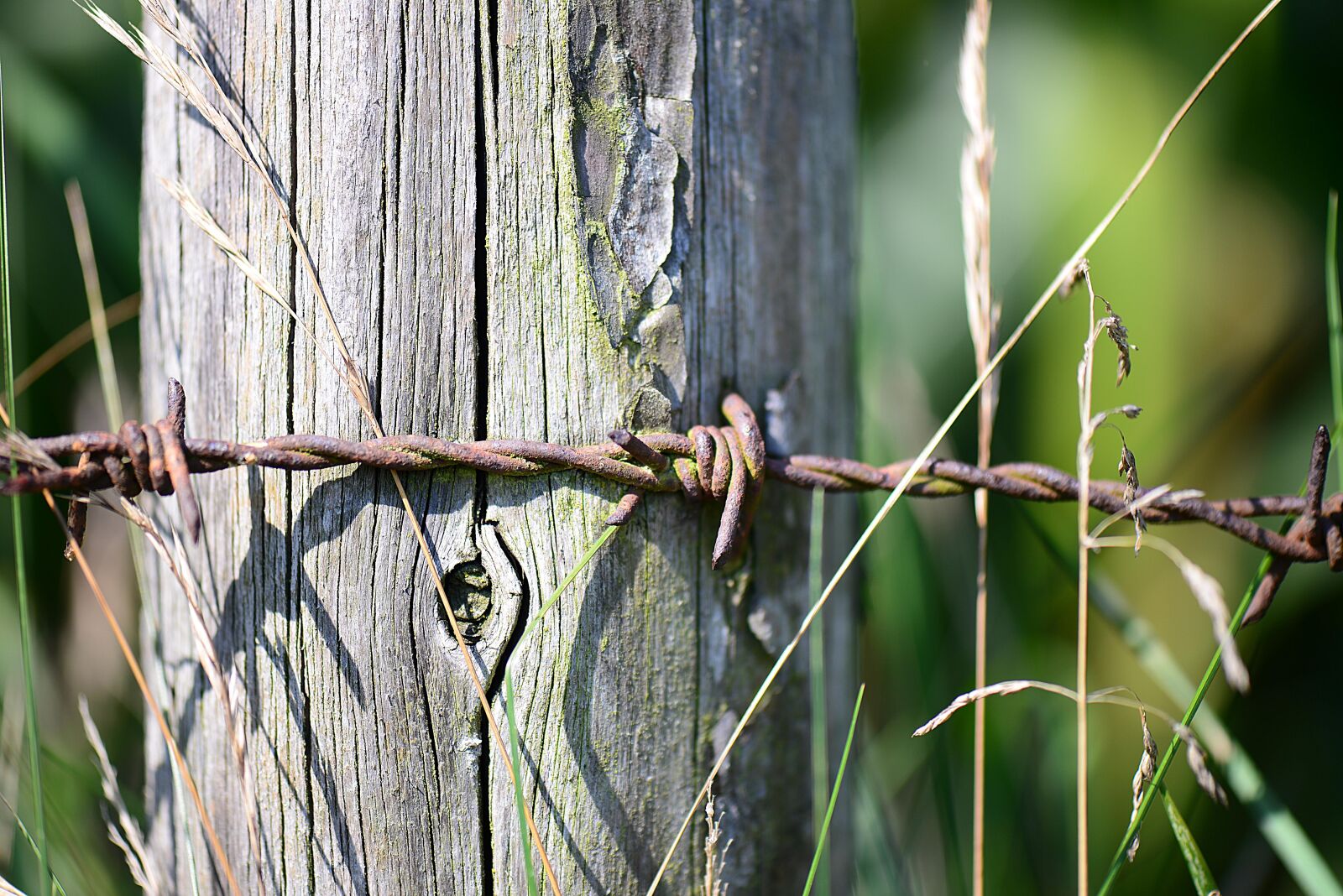 Nikon D610 sample photo. Barbed wire, rusty, post photography