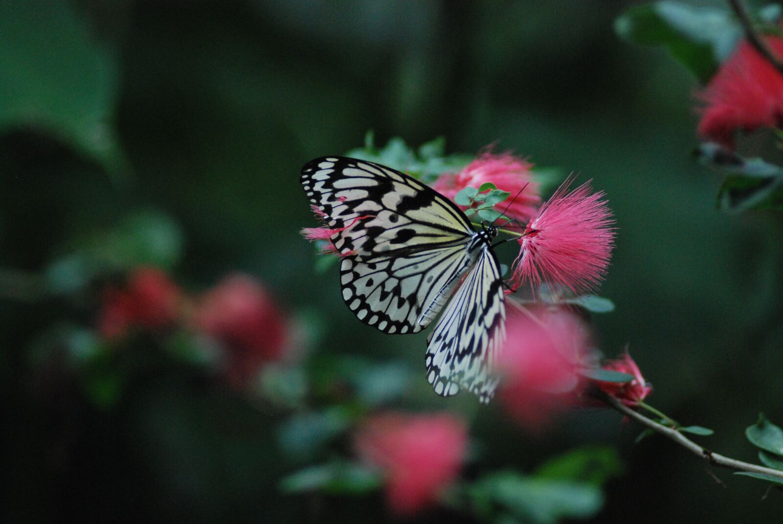 Nikon D80 sample photo. Butterfly, insect, flower photography