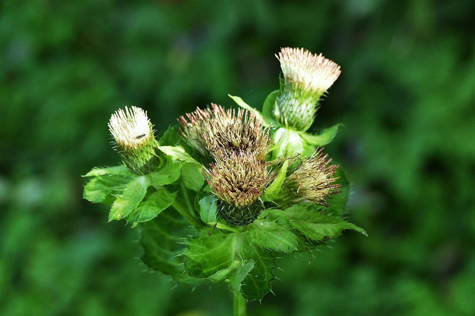 Panasonic Lumix DMC-FZ1000 sample photo. Thistle, close up, thistle photography