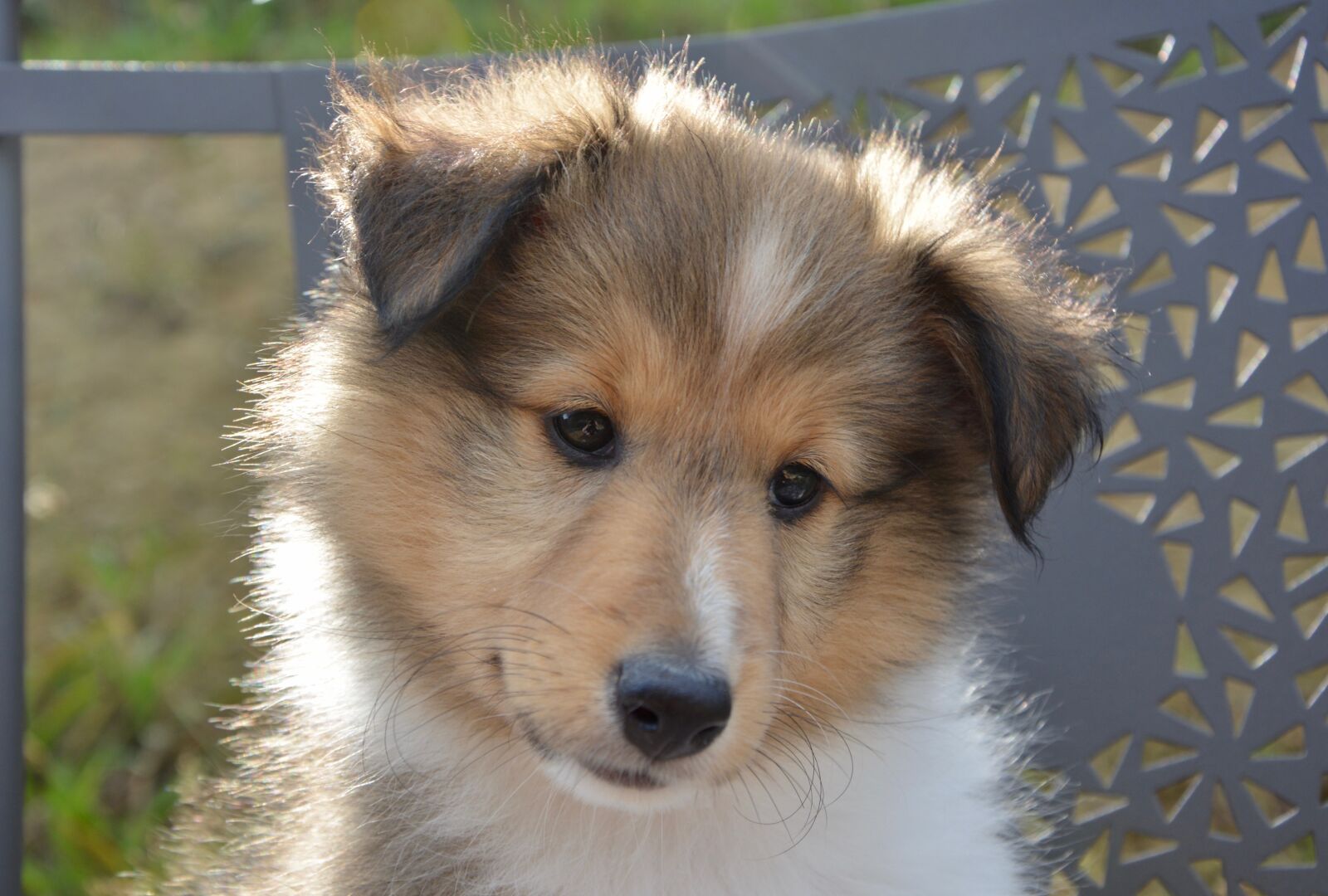 Nikon D5200 sample photo. Dog, bitch, shetland sheepdog photography