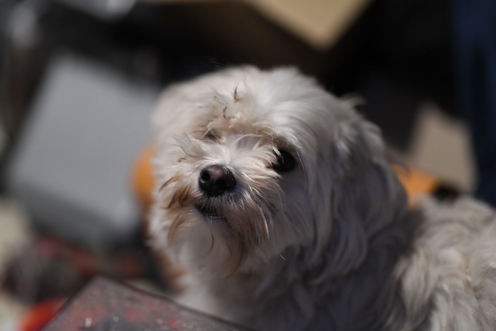 Nikon D850 sample photo. Dog, little dog, cute photography