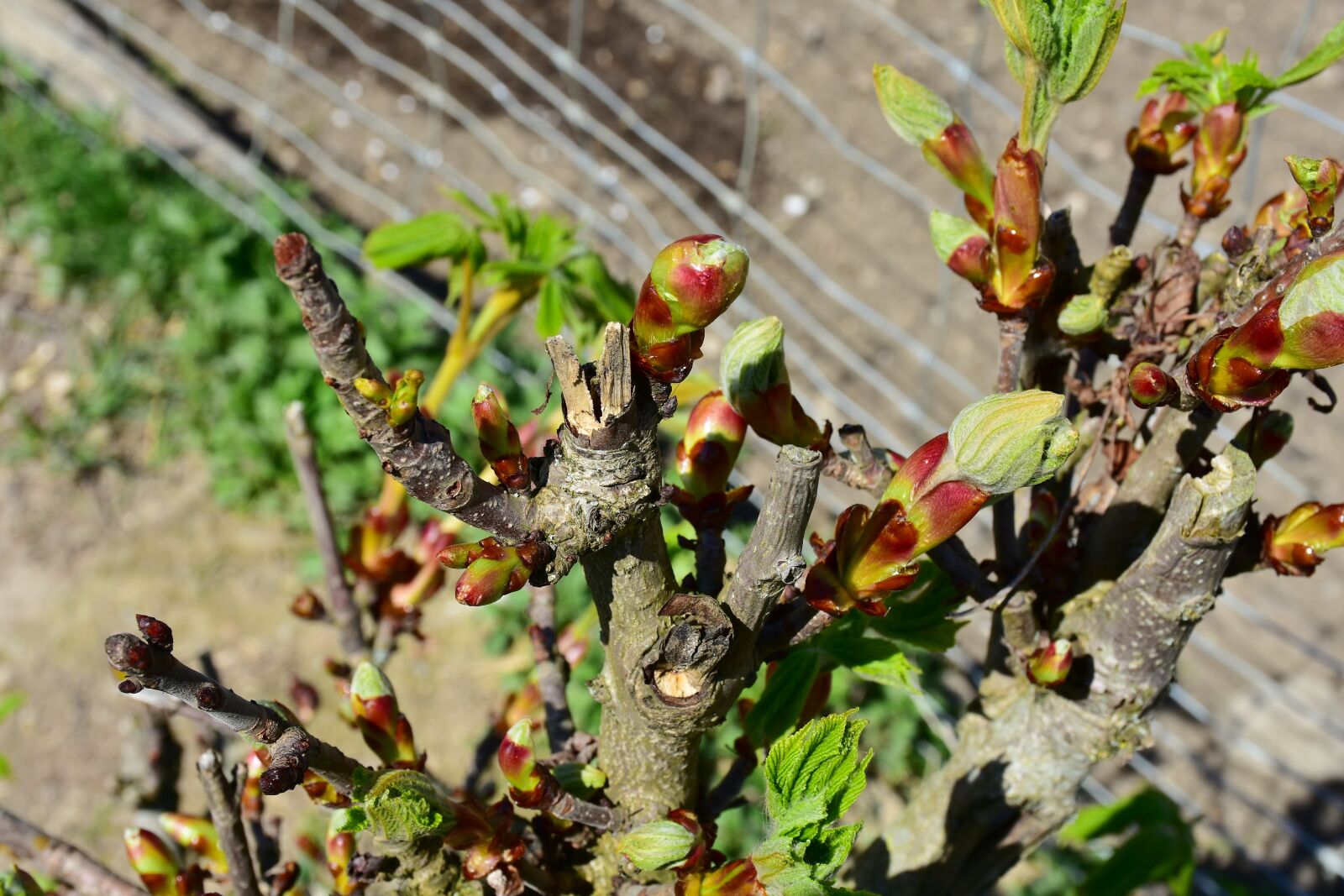 Nikon D7200 sample photo. Chestnut tree, chestnut, bud photography