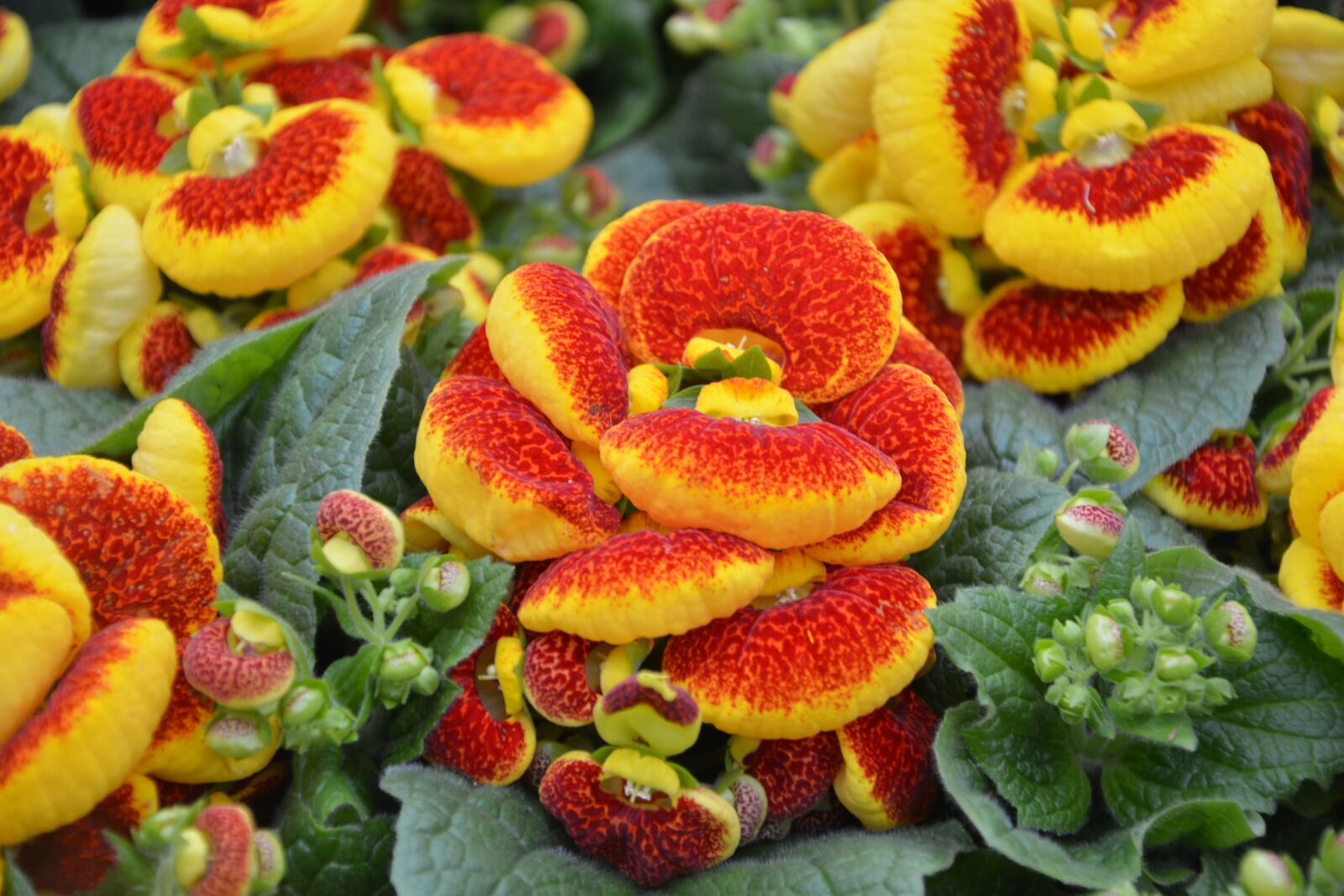Nikon D5200 sample photo. Plant, plant calceolaria, nature photography