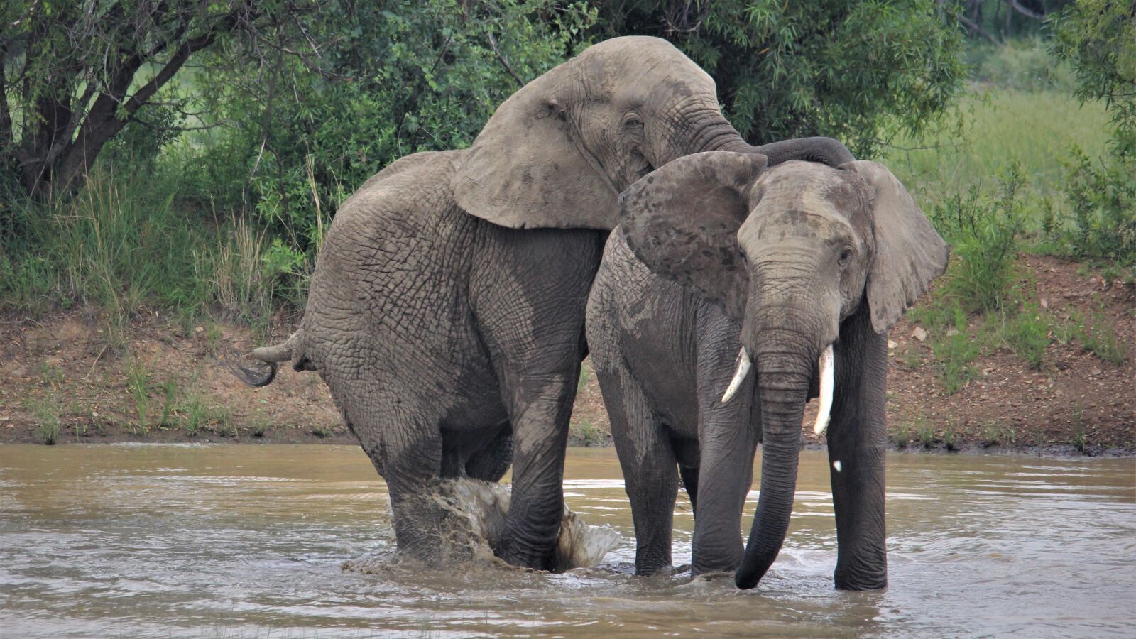 Canon EOS 60D sample photo. African elephants, approach, tusks photography