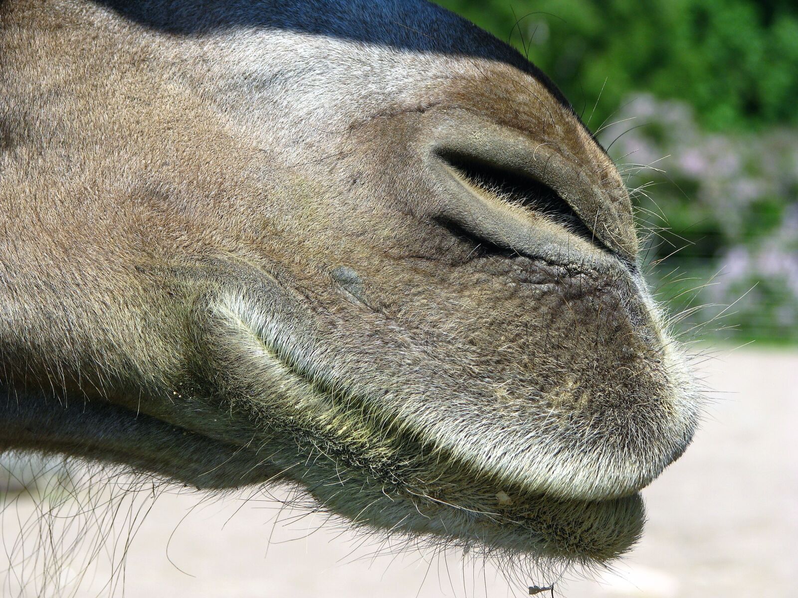 Canon POWERSHOT S5 IS sample photo. The animal kingdom, nature photography