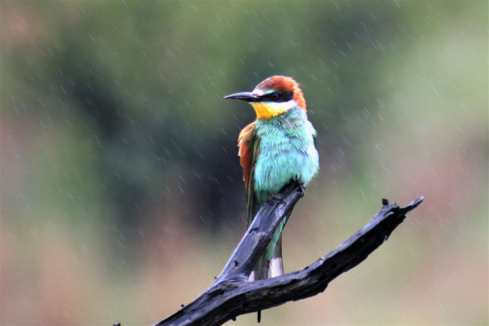 Canon EOS 400D (EOS Digital Rebel XTi / EOS Kiss Digital X) sample photo. Bee-eater, bird, watching photography