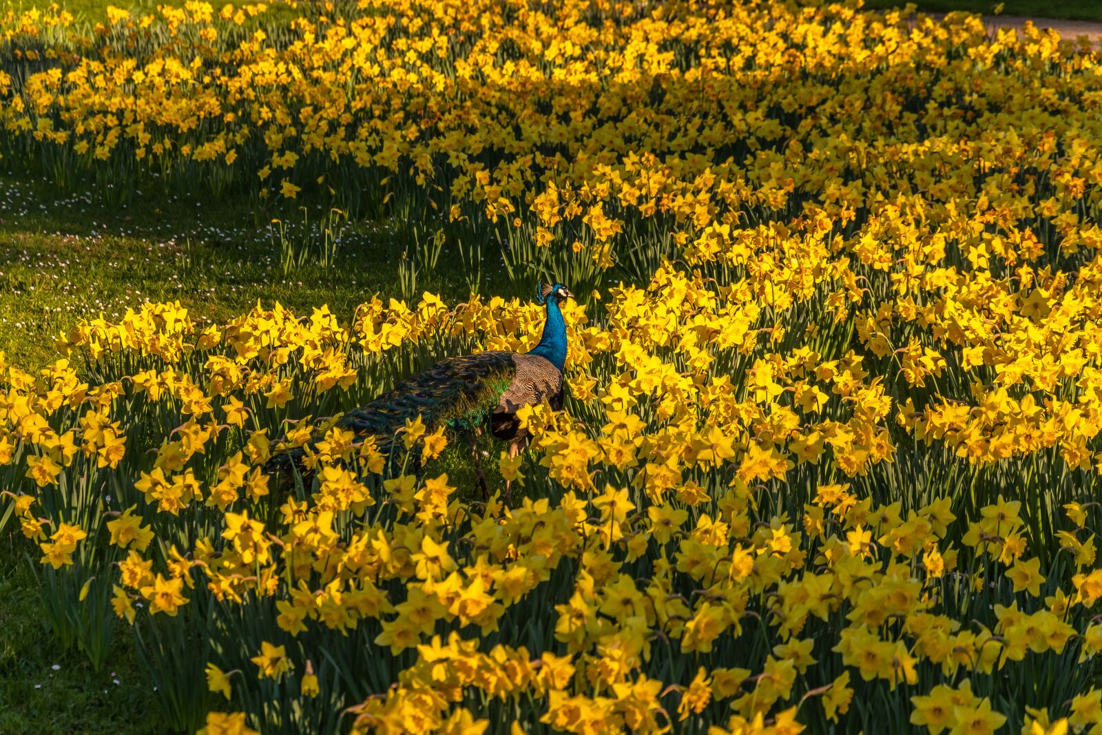 Nikon D500 sample photo. Flowers, yellow, park photography