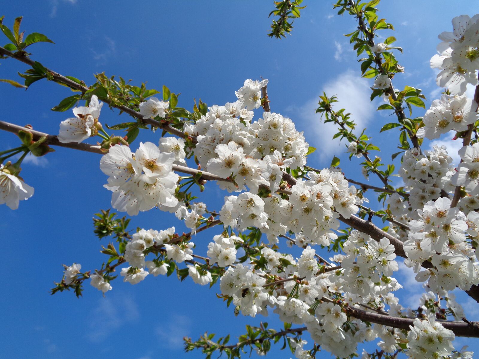Sony Cyber-shot DSC-W830 sample photo. Flower, cherry, cherry branches photography