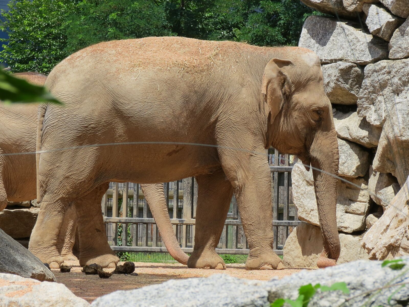 Canon PowerShot SX40 HS sample photo. Pachyderm, zoo, africa photography